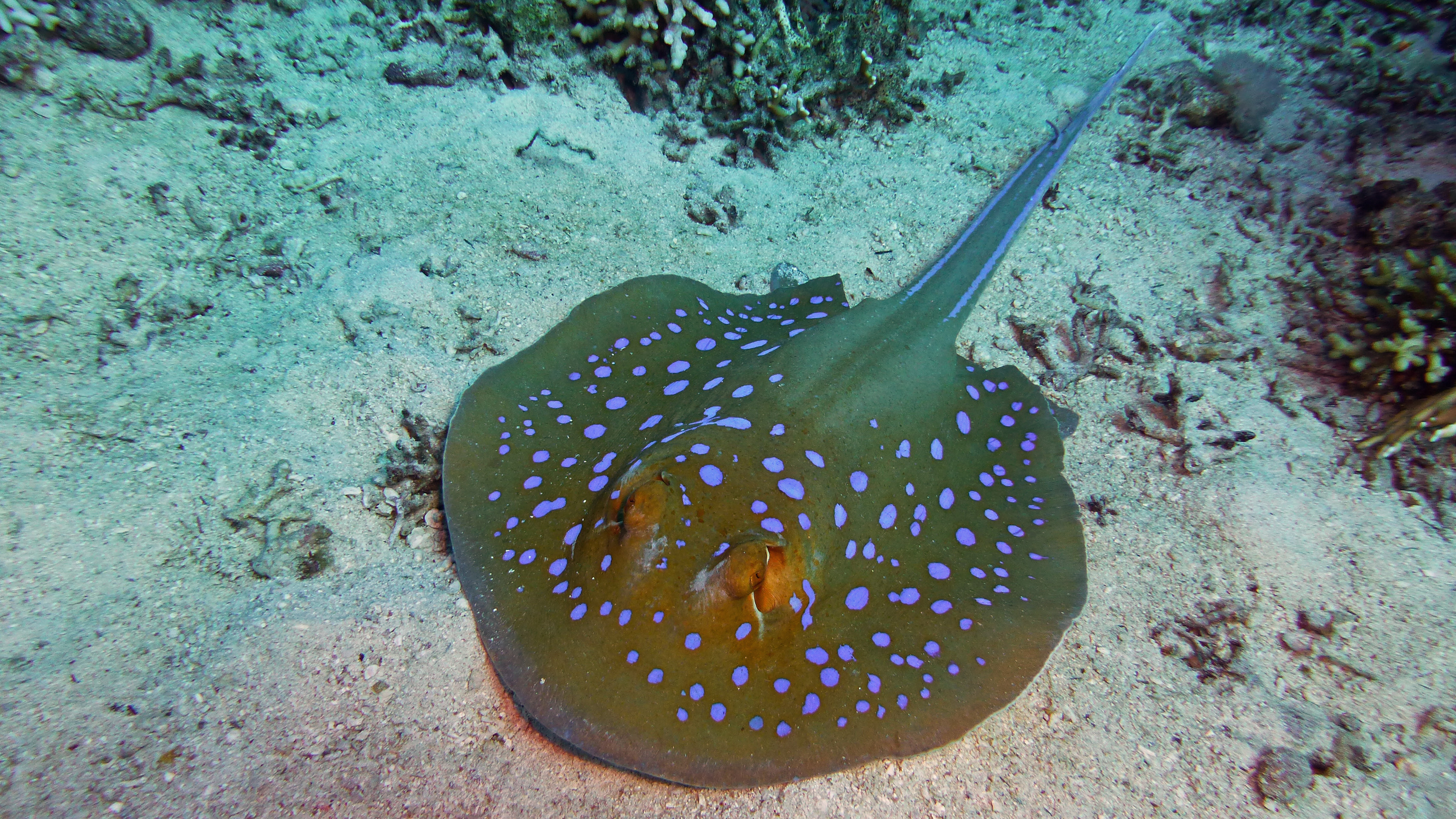 Blue spotted sting ray, Hurghada 2022.