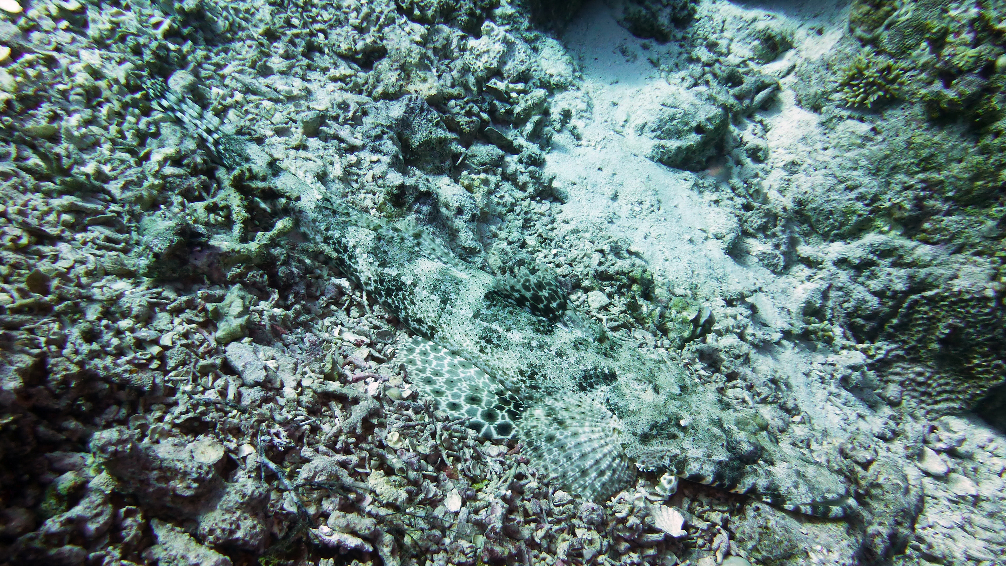 Carpet flathead fish (crocodile fish), Hurghada 2022.