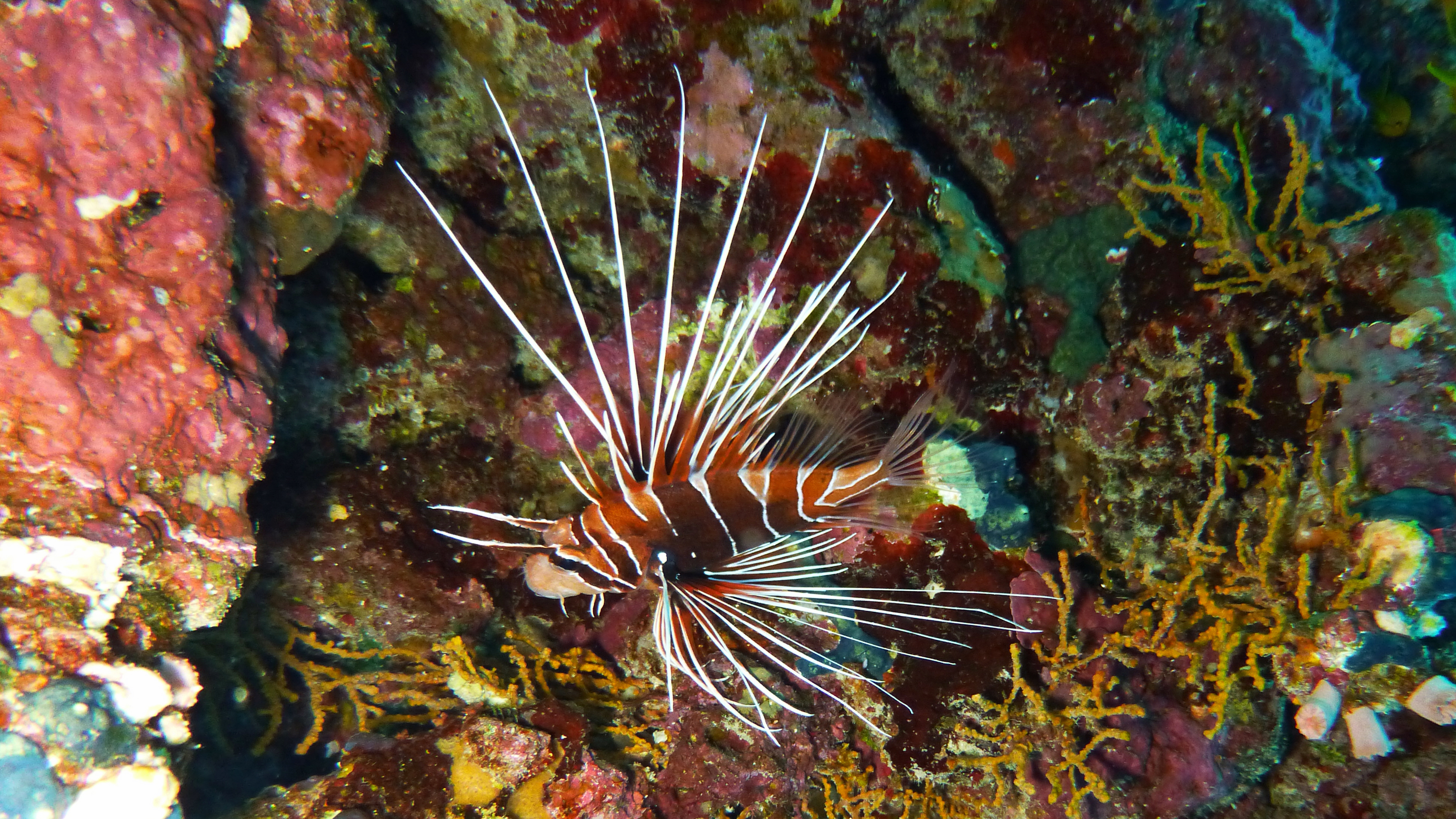 Clearfin lionfish, Hurghada 2022.