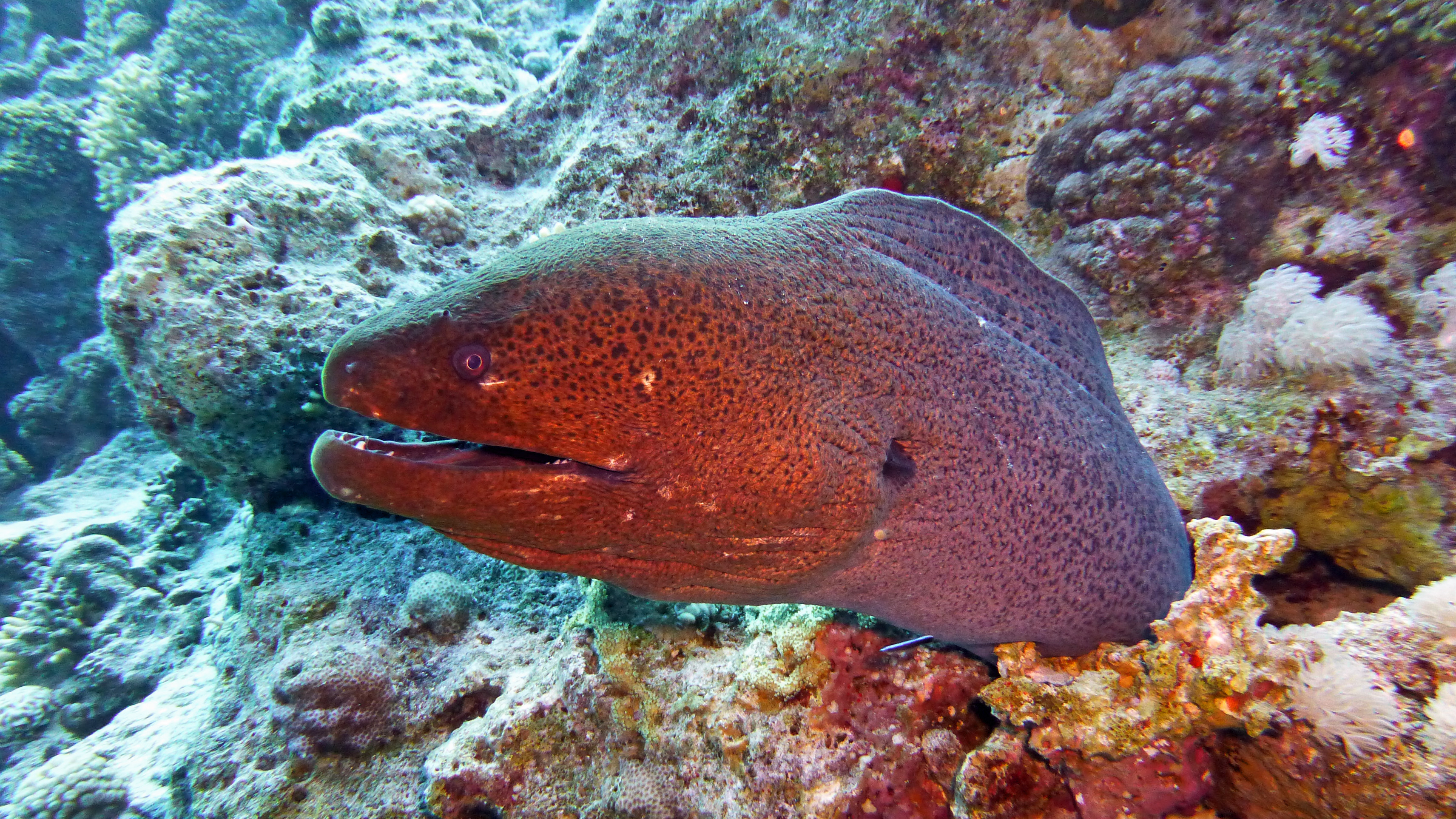 Giant moray eel closeup, Hurghada 2022.