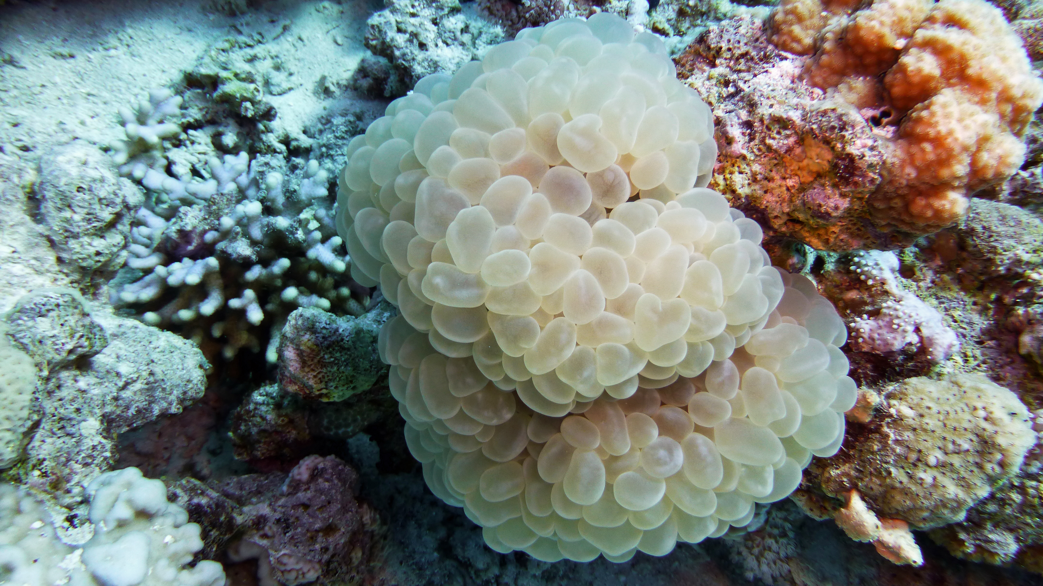 Red algae, Hurghada 2022.