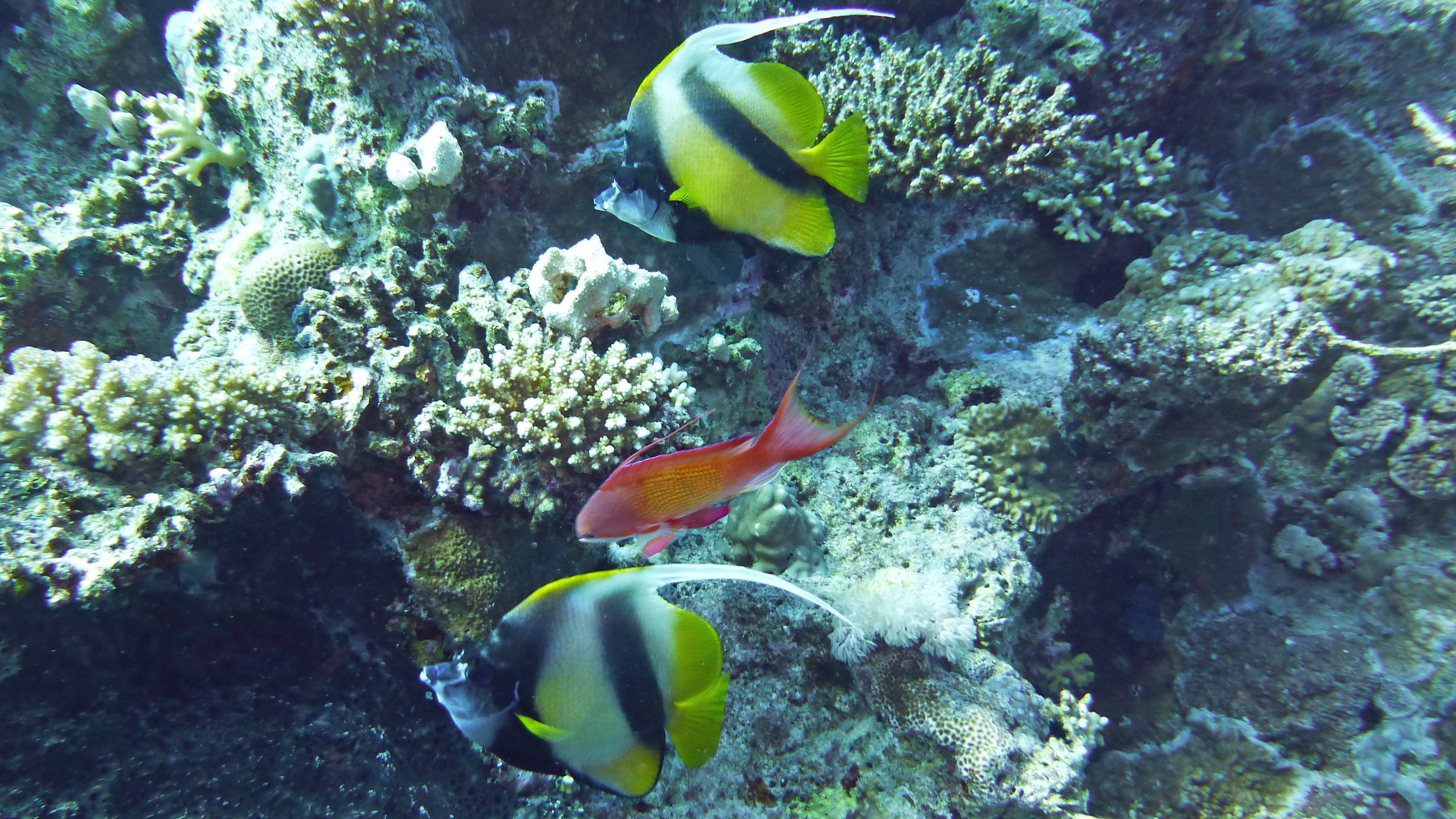Red sea bannerfish, Hurghada 2022.