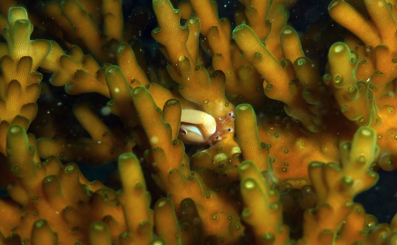 Small crab with 