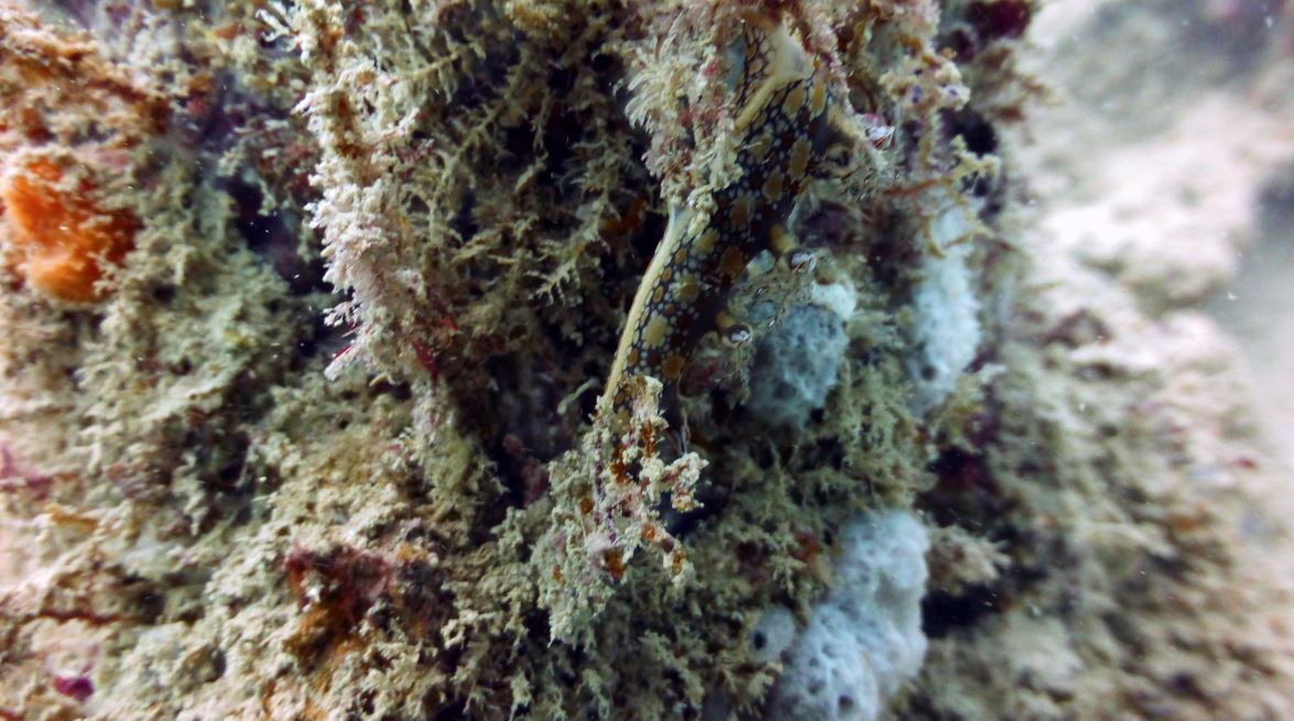 Eel bornella nudibranch, Numbing Island, Bintan, Indonesia, 2019, 