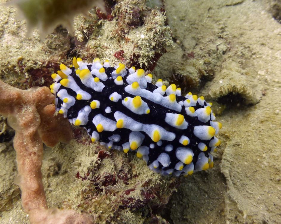 Scrambled egg nudibranch (P. varicosa), Numbing Island, Bintan, Indonesia, 2019