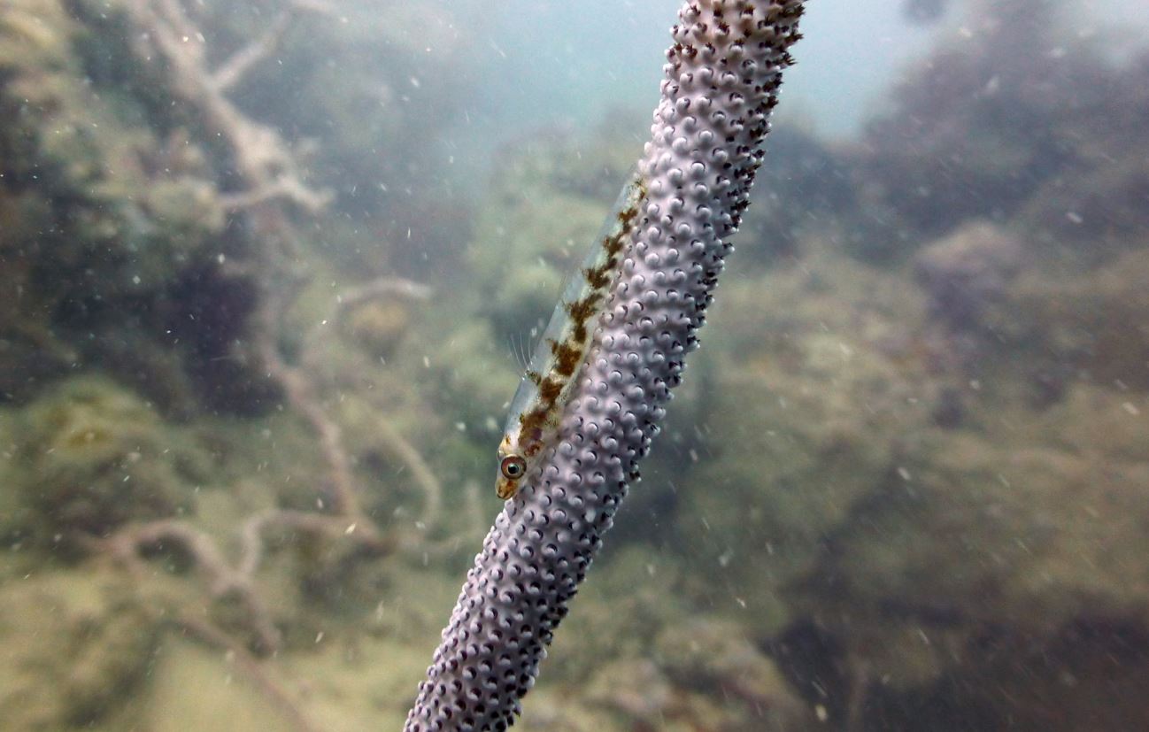 Whip coral goby fish on sea whip, Numbing Island, Bintan, Indonesia, 2019, 