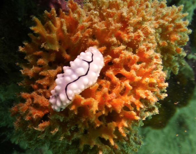White Phyllidiella rudmani nudibranch, Numbing Island, Bintan, Indonesia, 2019