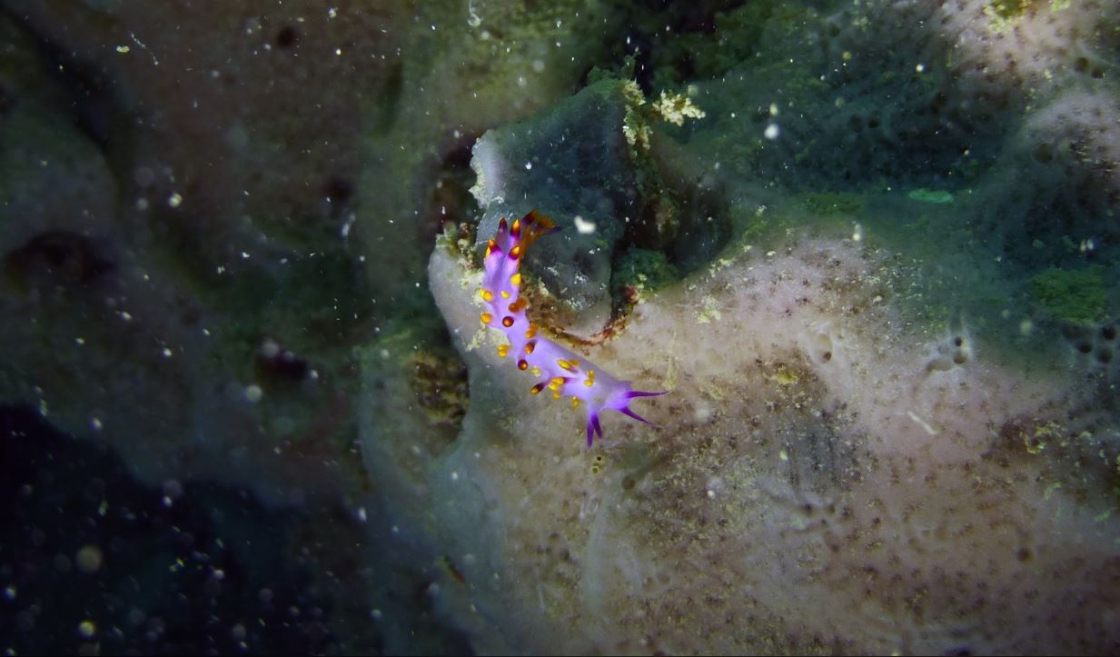 Unknown baby nudibranch, Numbing Island, Bintan, Indonesia, 2019, 