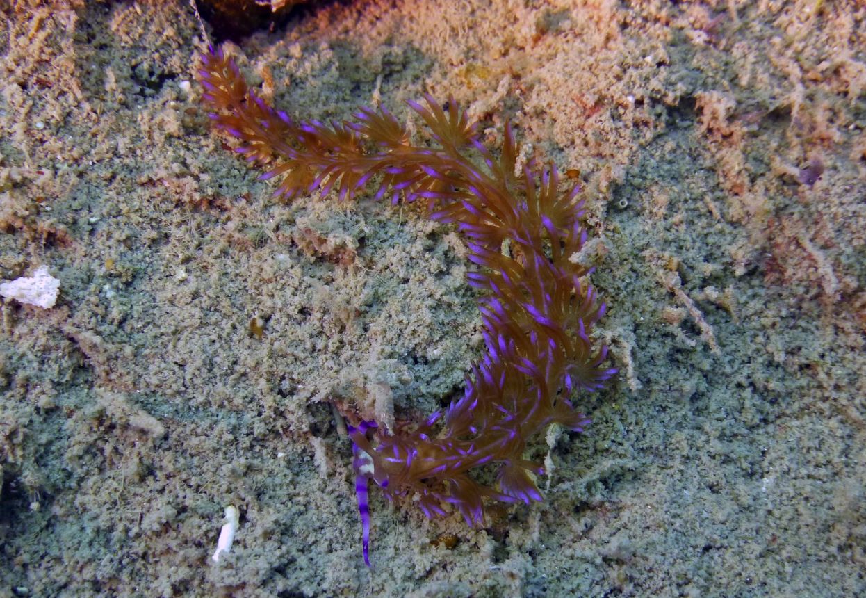 Blue dragon nudibranch, Numbing Island, Bintan, Indonesia, 2019