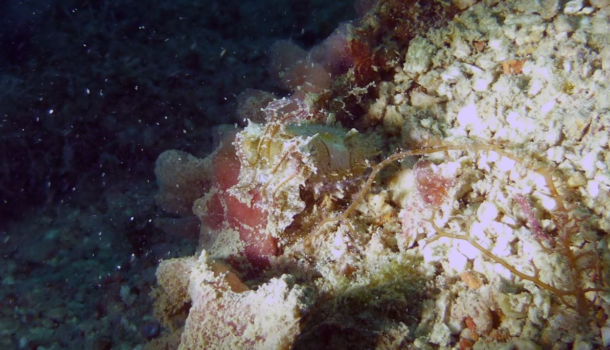 Baby broadclub cuttlefish, Numbing Island, Bintan, Indonesia, 2019, 