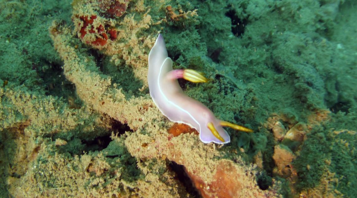 Hypselodoris bullcoki nudibranch, Numbing Island, Bintan, Indonesia, 2019, 