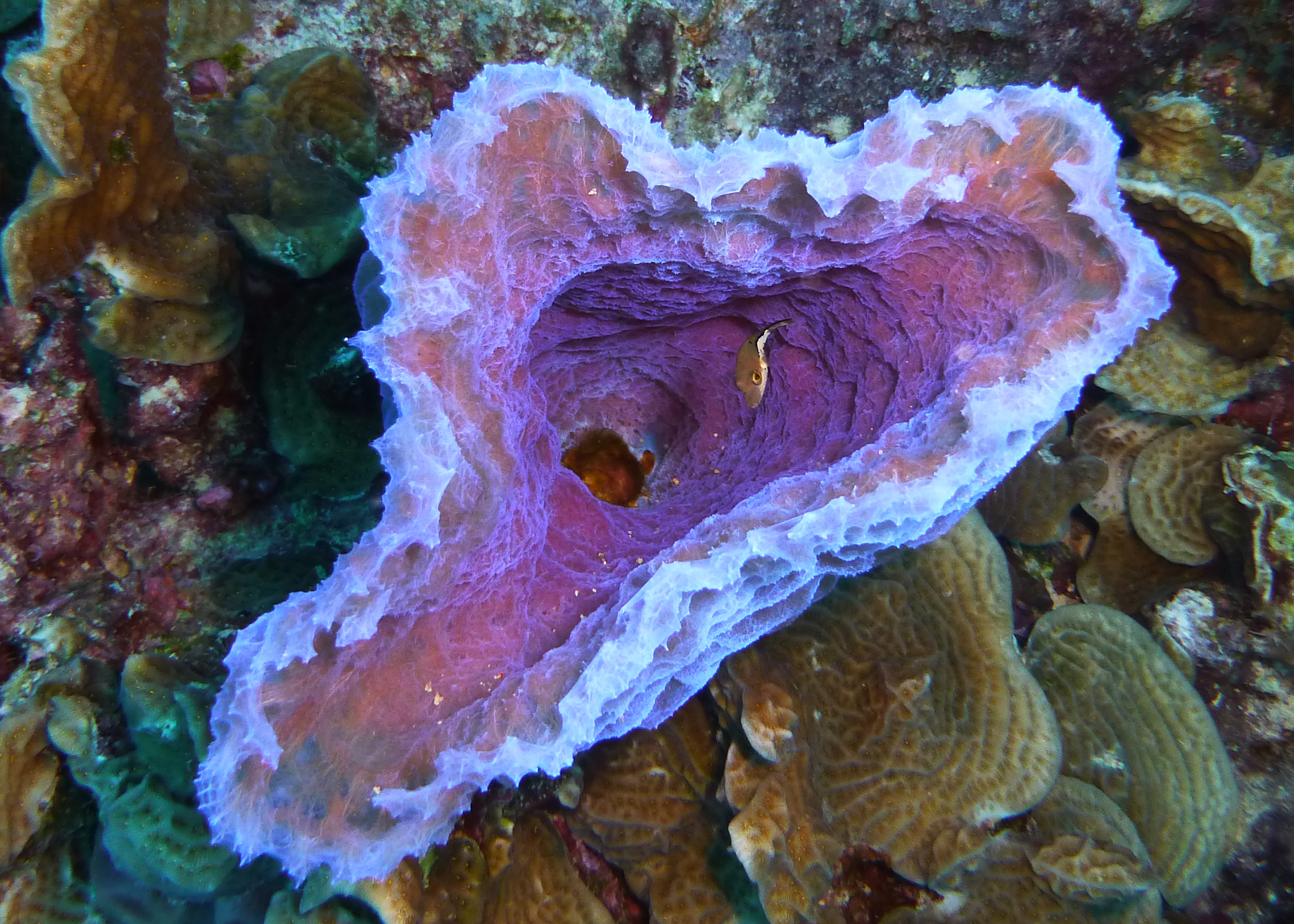 Azure vase sponge with sharp-nose puffer, Bonaire 2017.