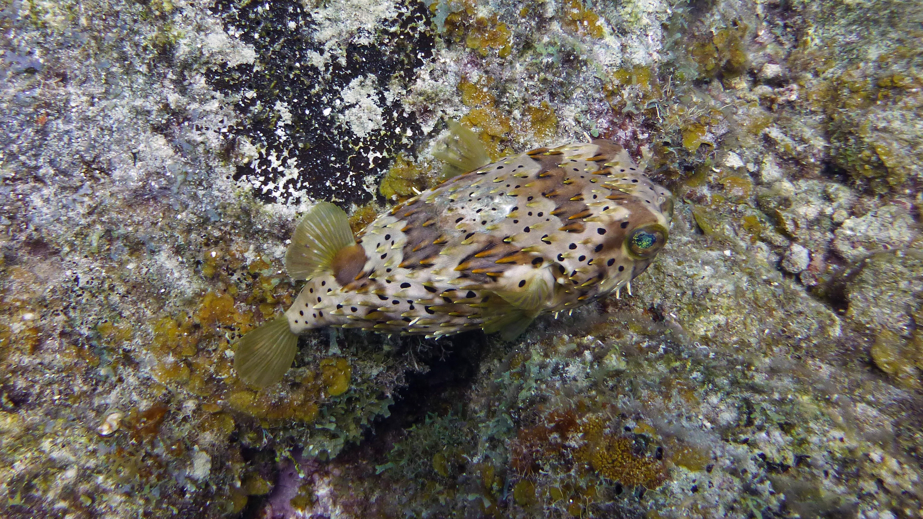 Balloonfish, Curacao 2018.