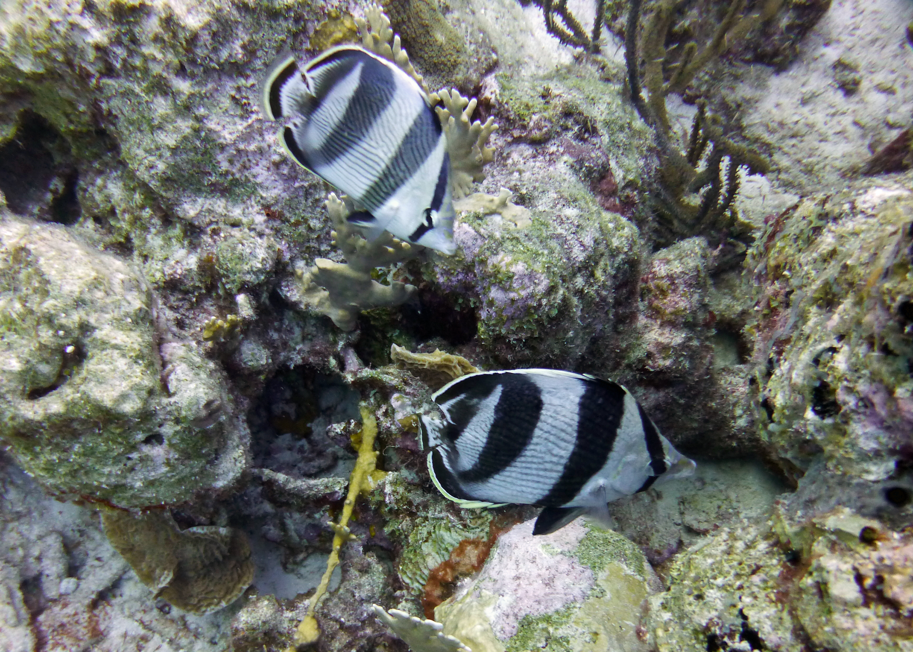 Banded butterflyfish, Bonaire 2017.