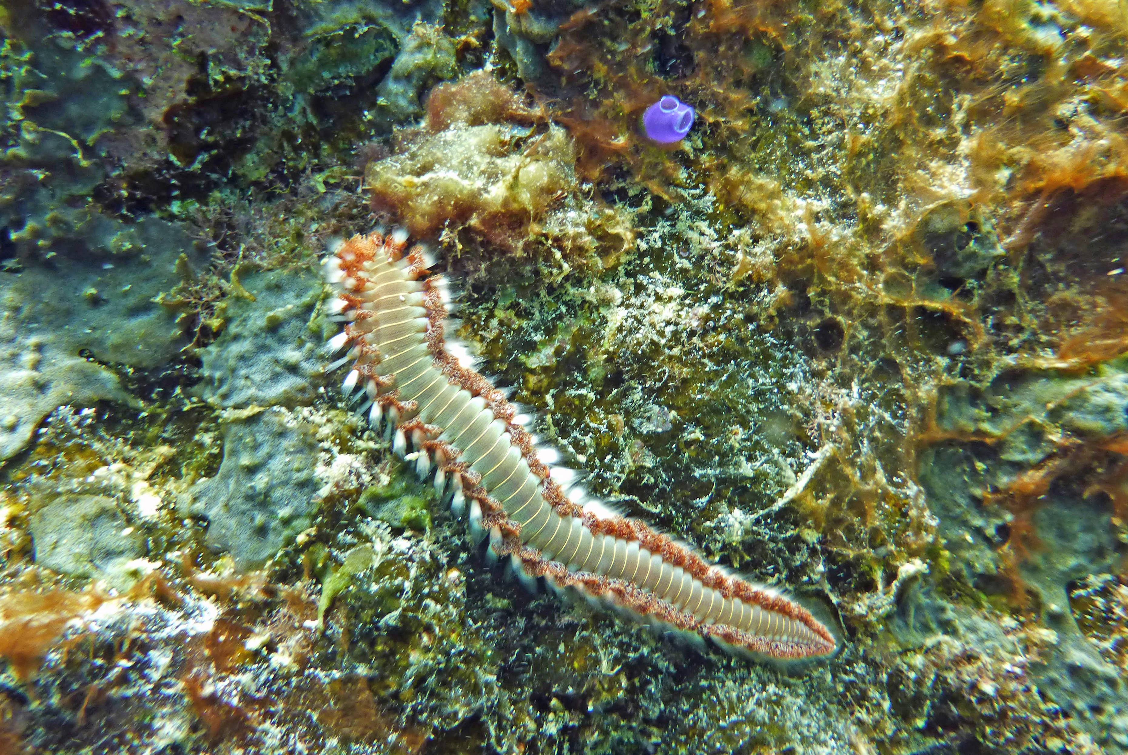 Bearded fireworm, St. John's 2017.