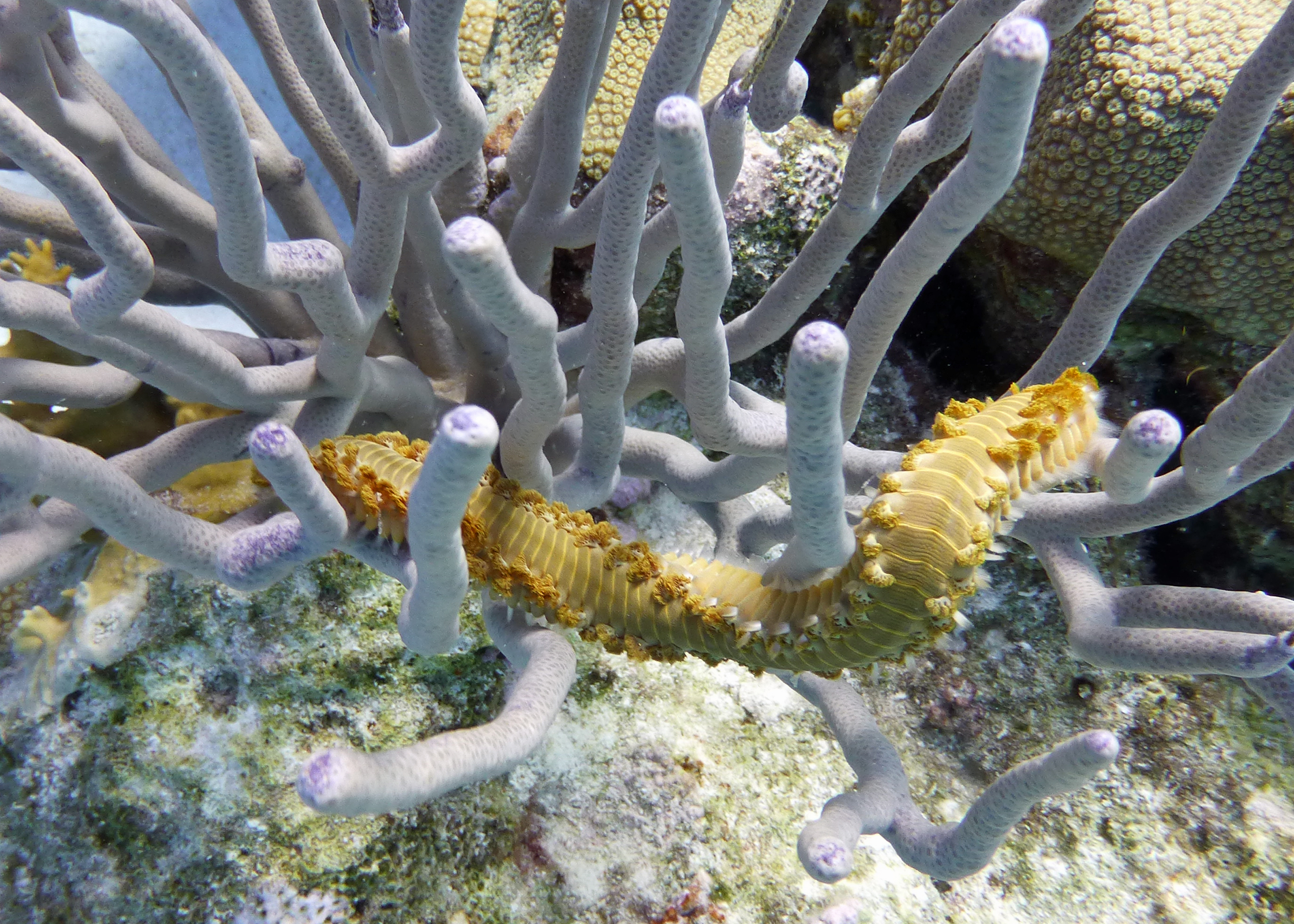 Beareded fireworm, Bonaire 2017.