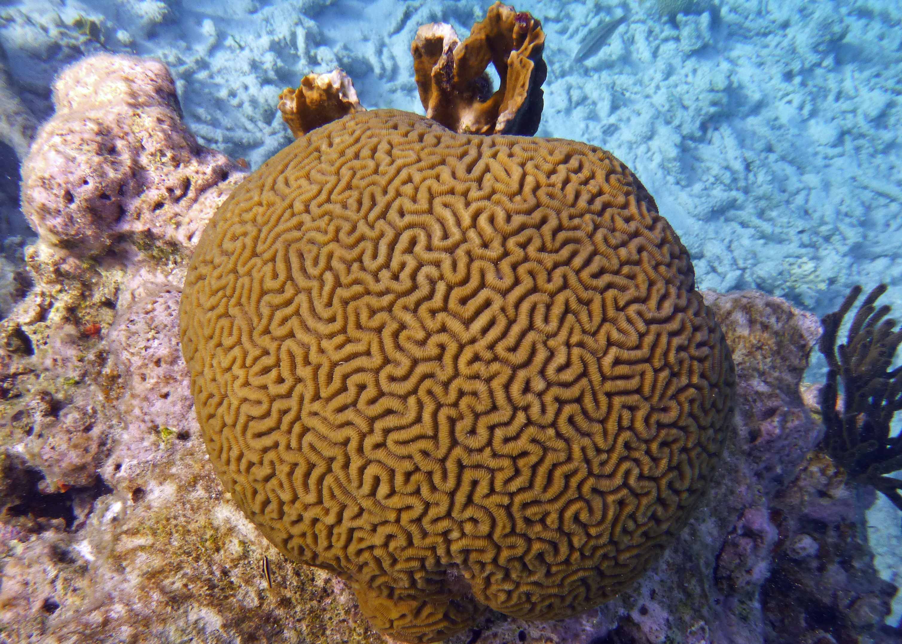 Boulder brain coral, Bonaire 2017.