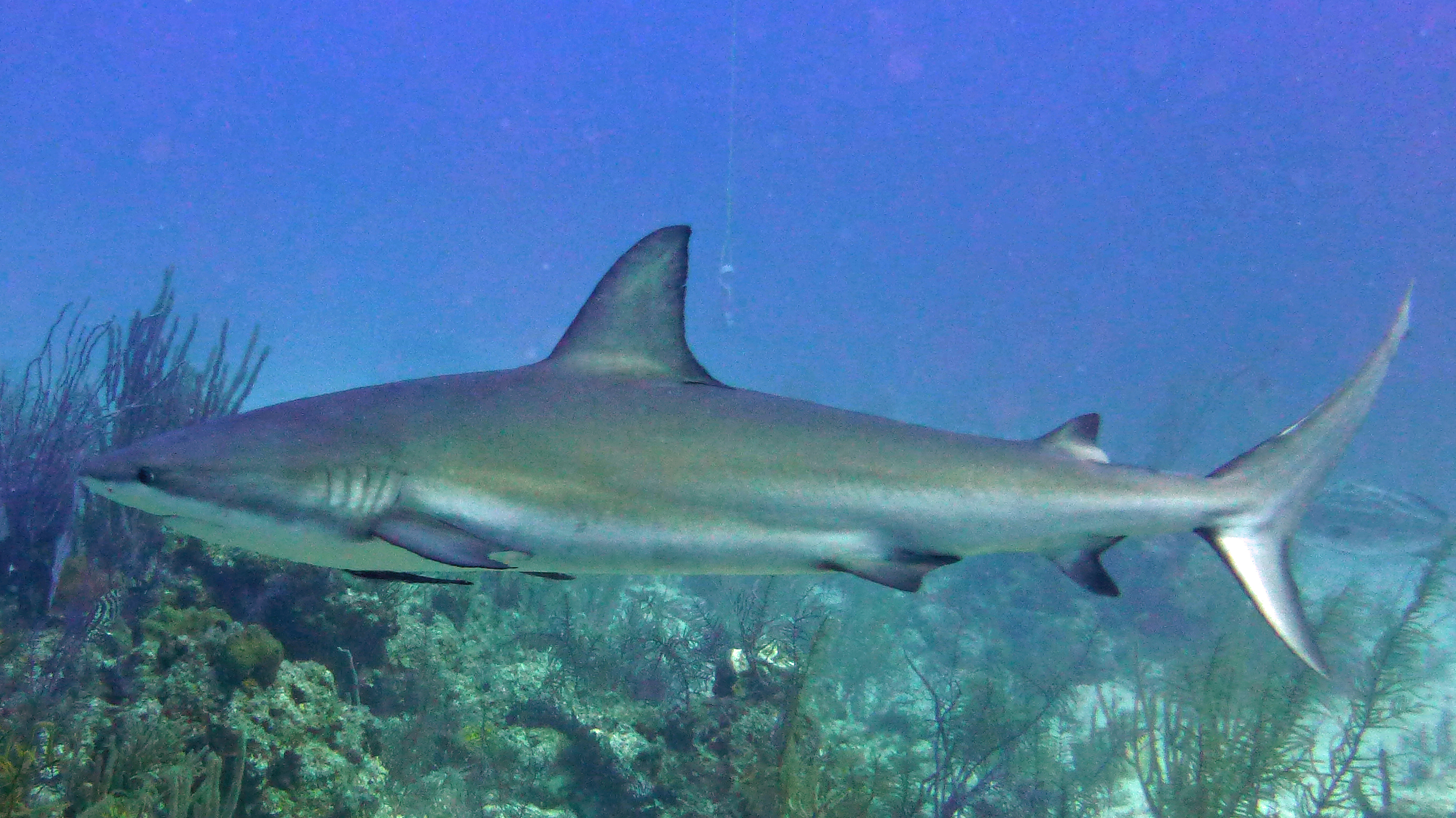Caribbean reef shark, New Providence, Bahamas 2013.
