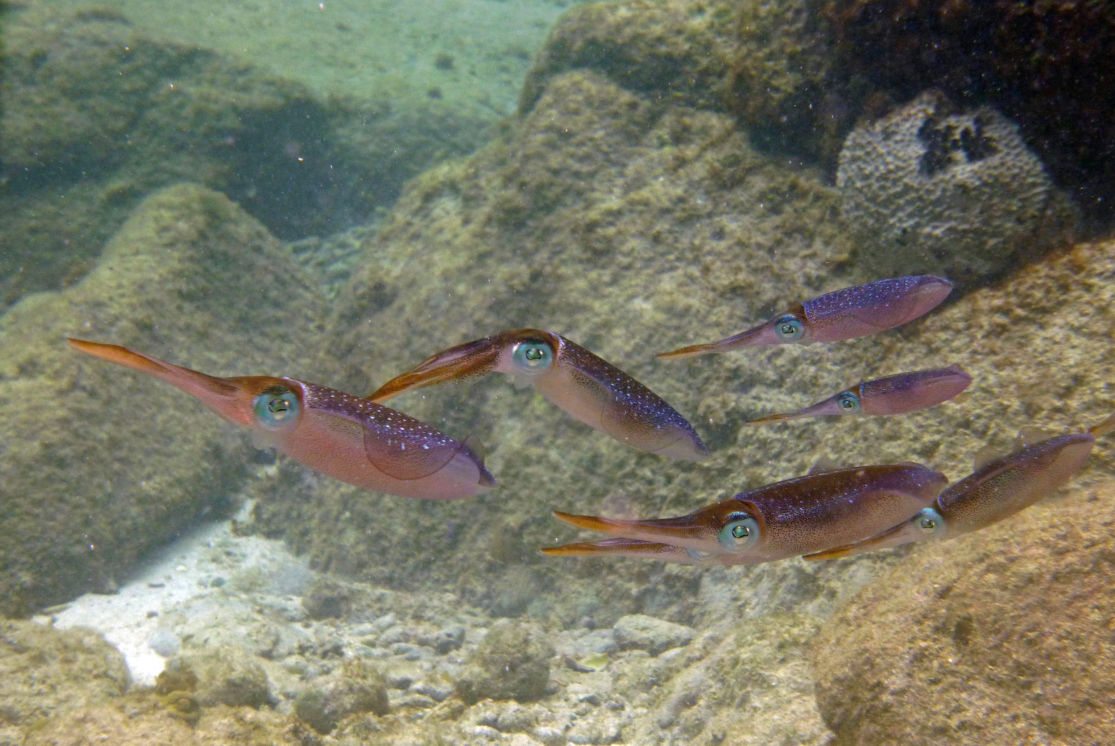 Caribbean reef squid, St. John's 2017.