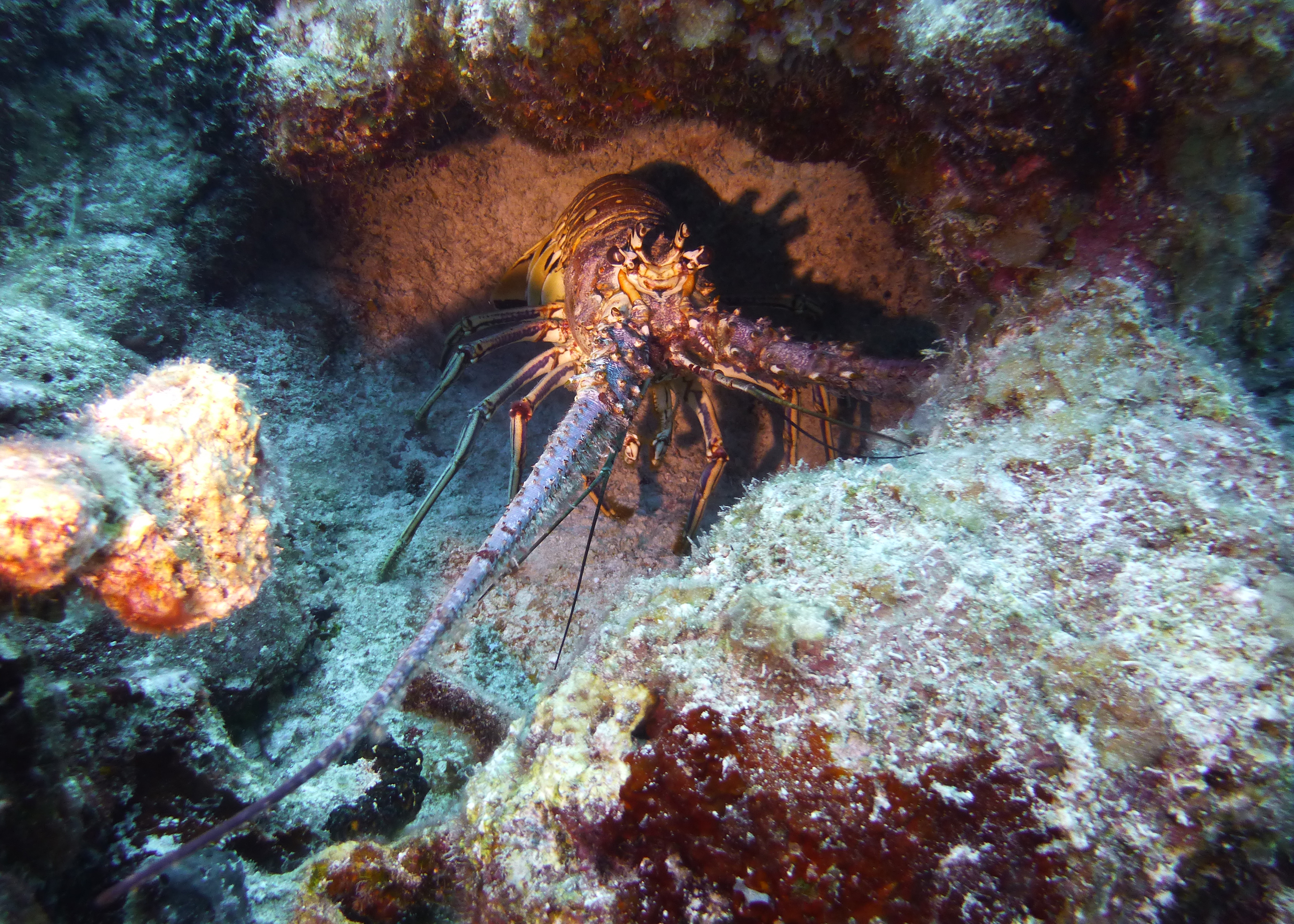 Caribbean spiny lobster, Turks and Caicos, 2025.