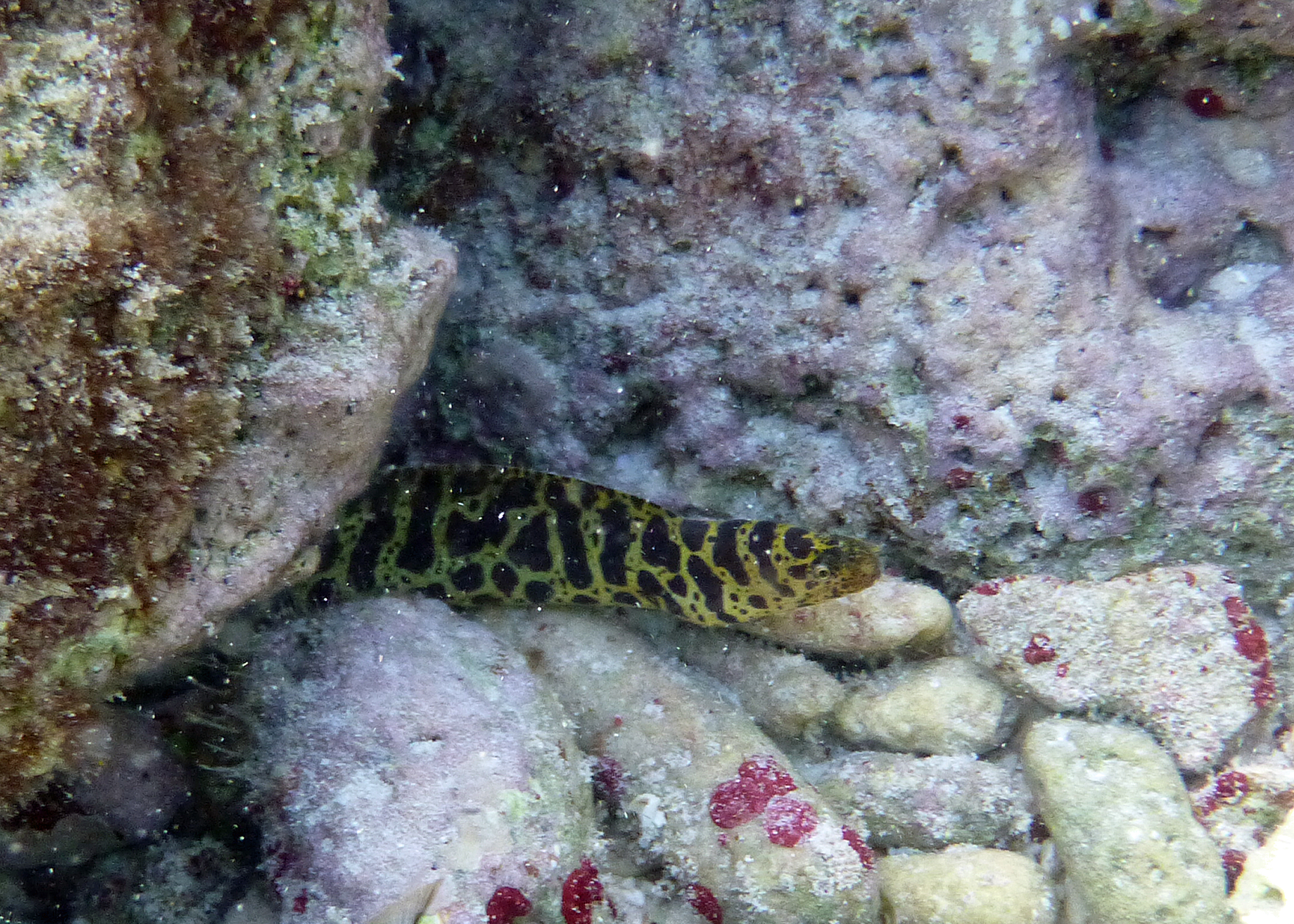 Chain moray eel, Bonaire 2017.