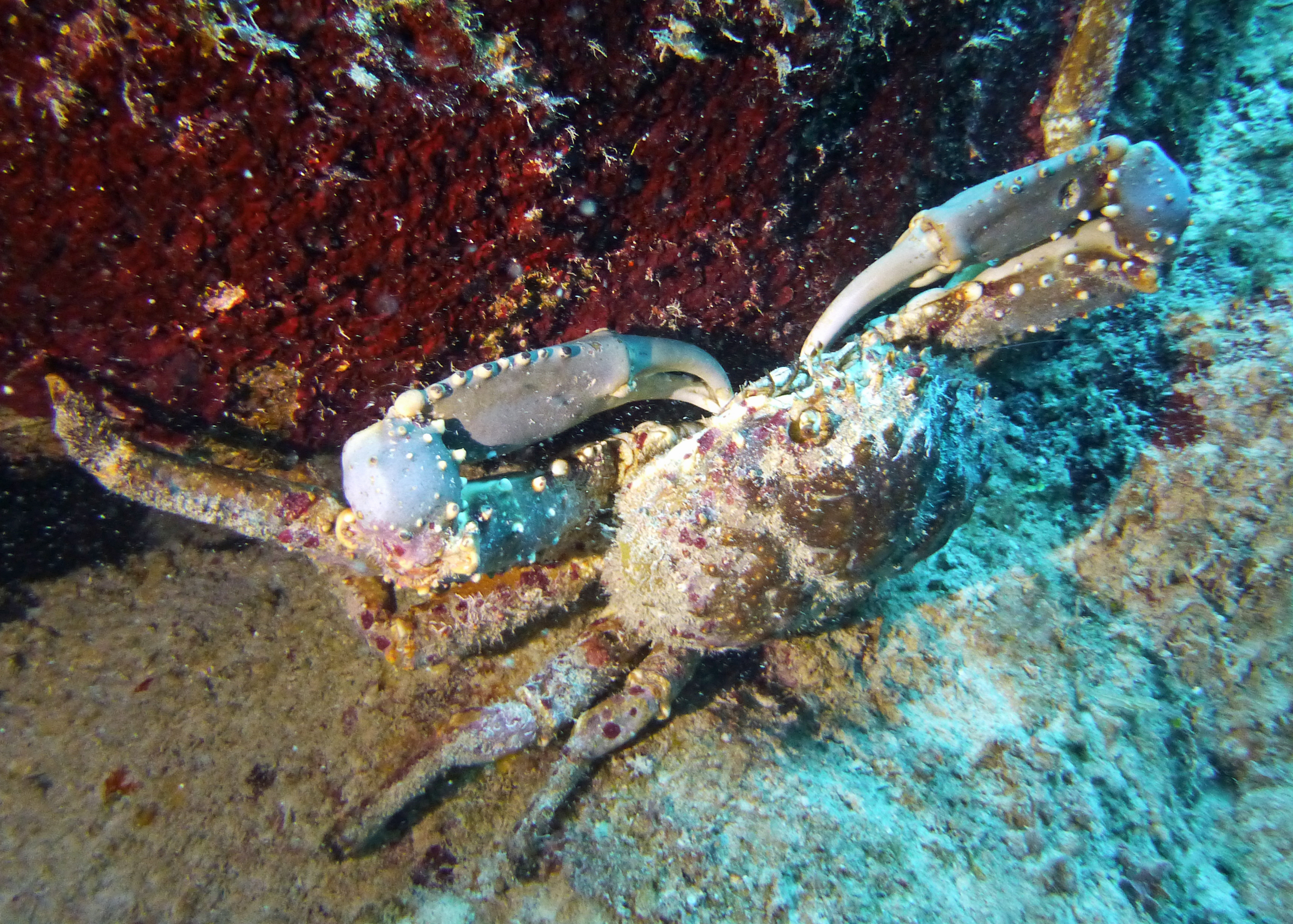 Channel clinging crab, Turks and Caicos, 2025.