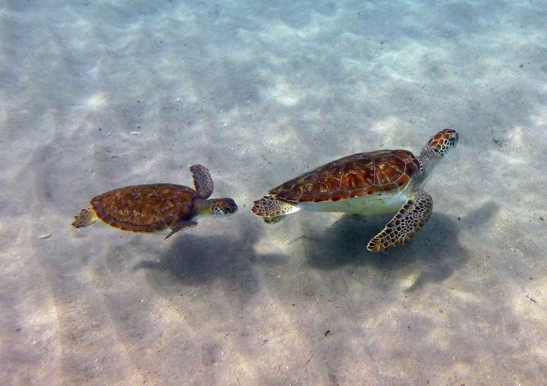 Juvenile green sea turtles chasing each other, Curacao 2018.