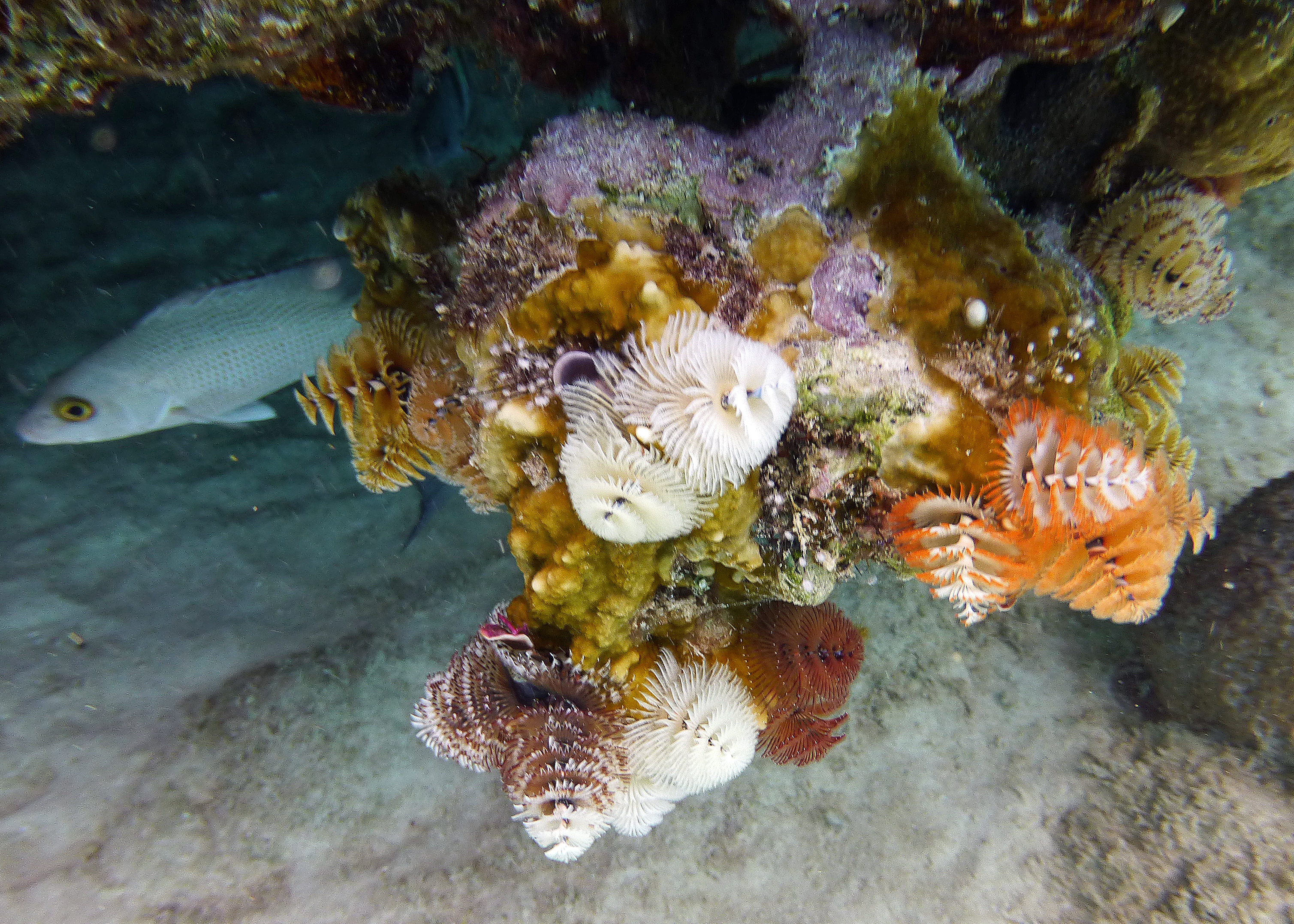 Christmas tree worms, Bonaire 2017.