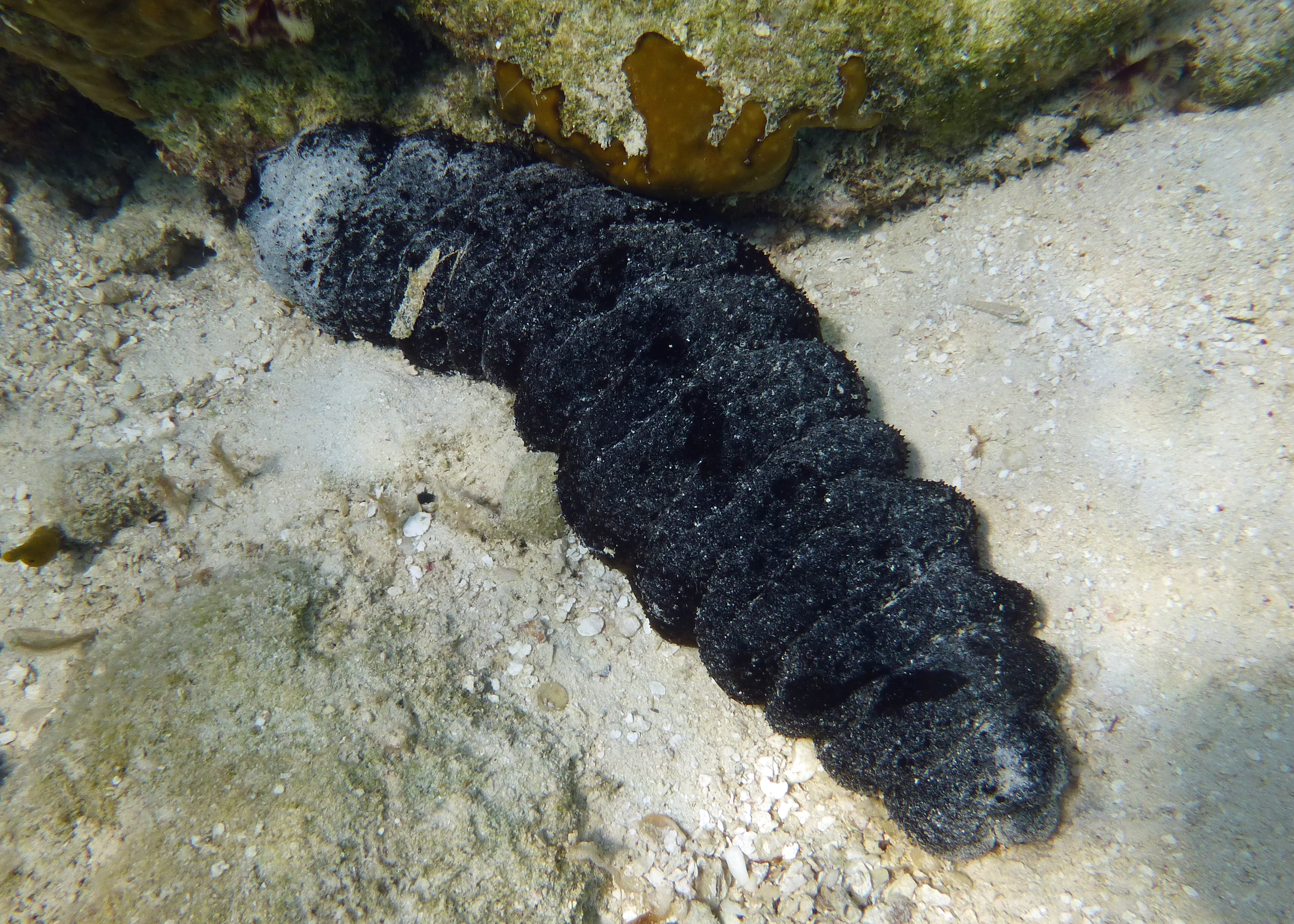 Donkey dung sea cucumber, Turks and Caicos, 2025.