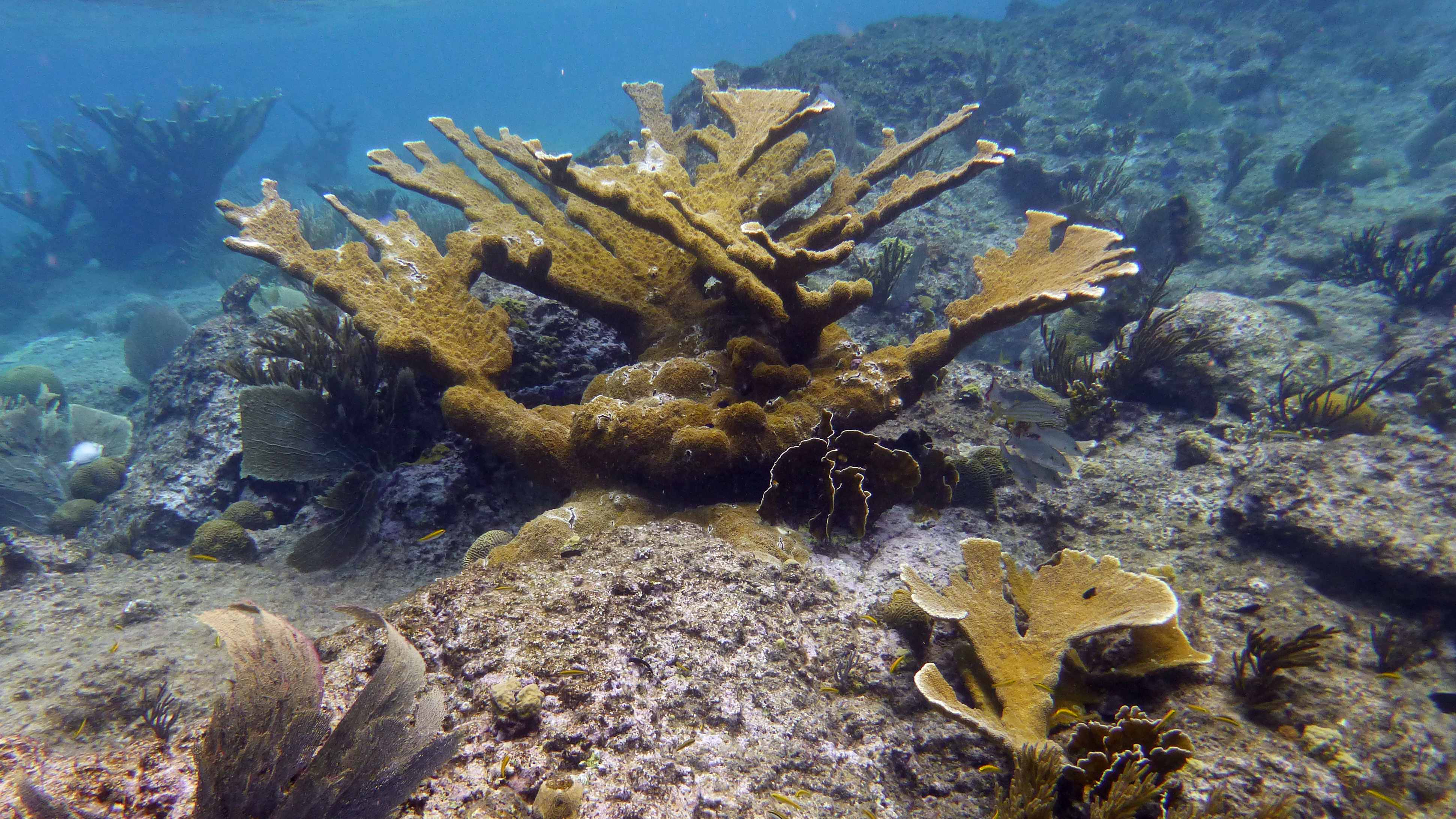 Elkhorn coral, Curacao 2018.