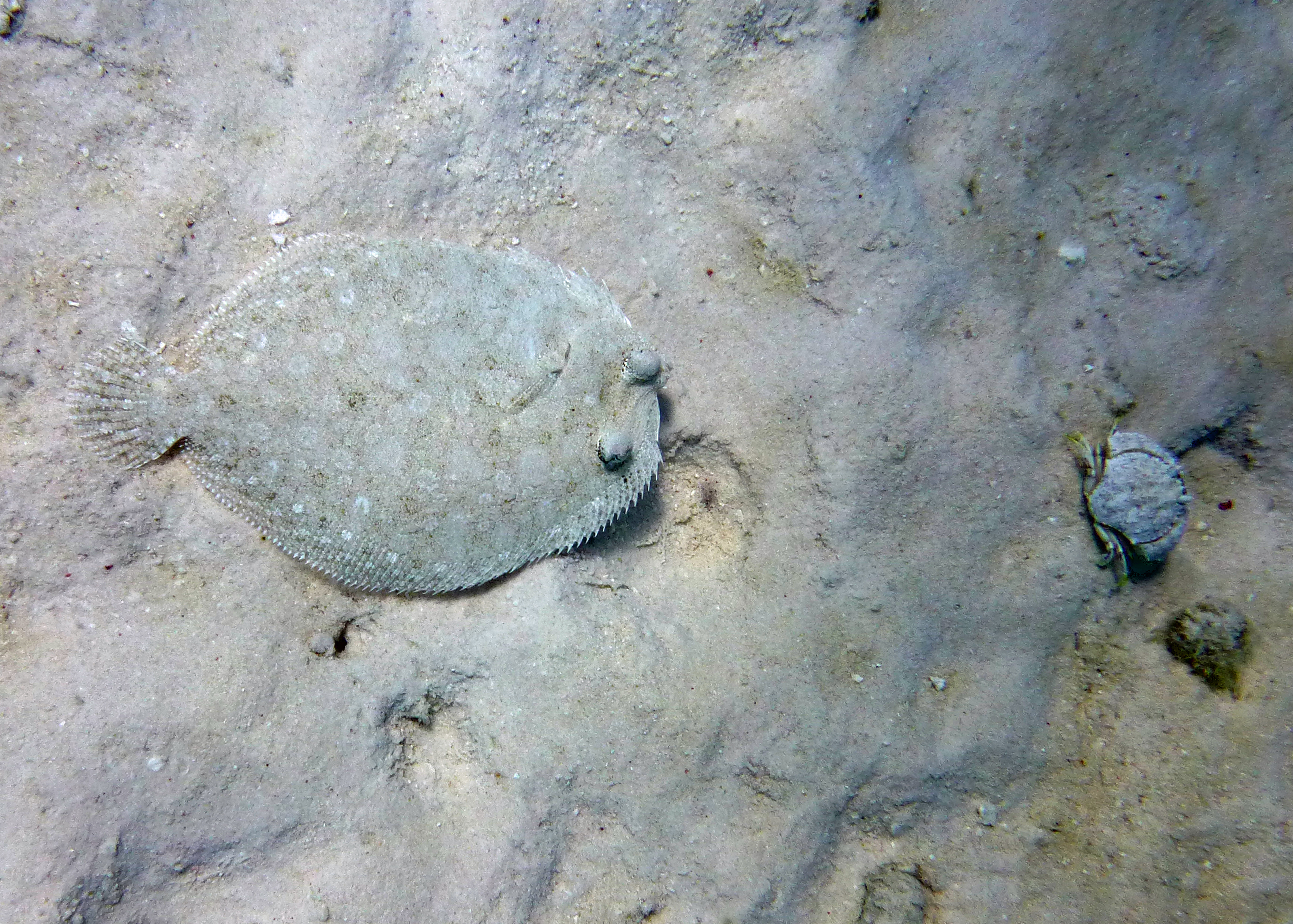 Eyed flounder with Hermit Crab, Bonaire 2017.