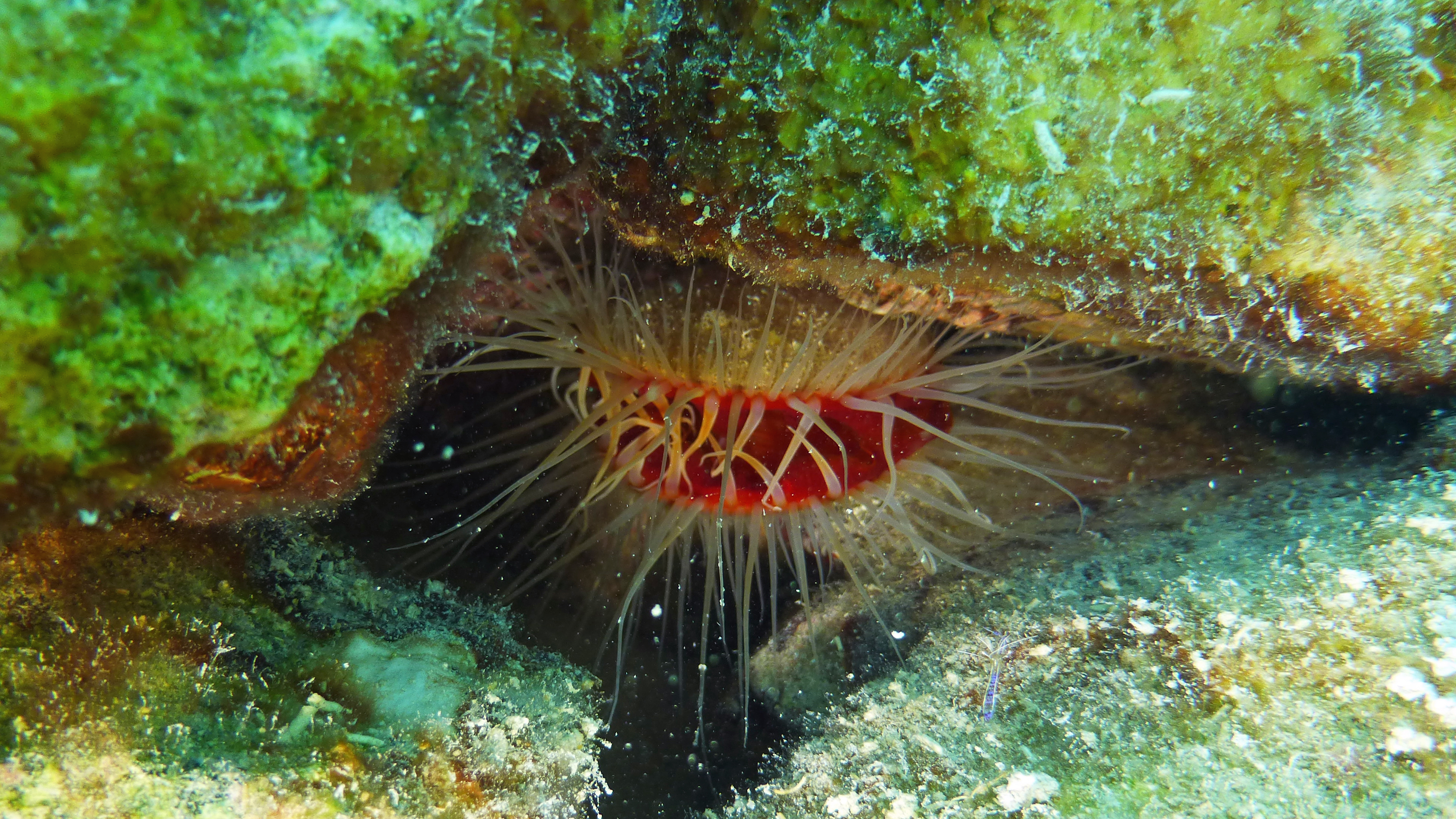 Flame scallop aka rough fileclam, Vieques 2022.