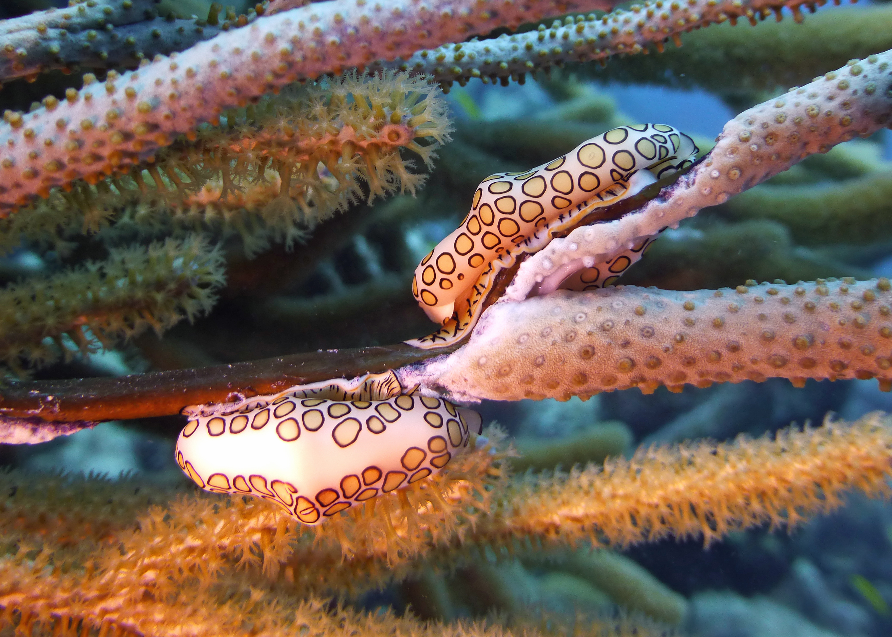 Flamingo tongue snails, Turks and Caicos, 2025.