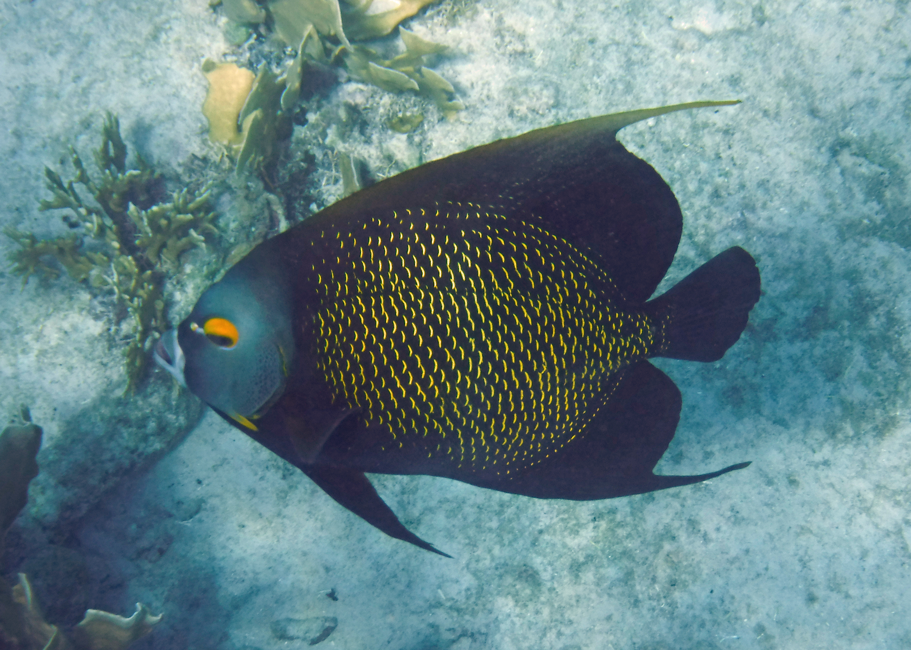 French angelfish, Bonaire 2017.