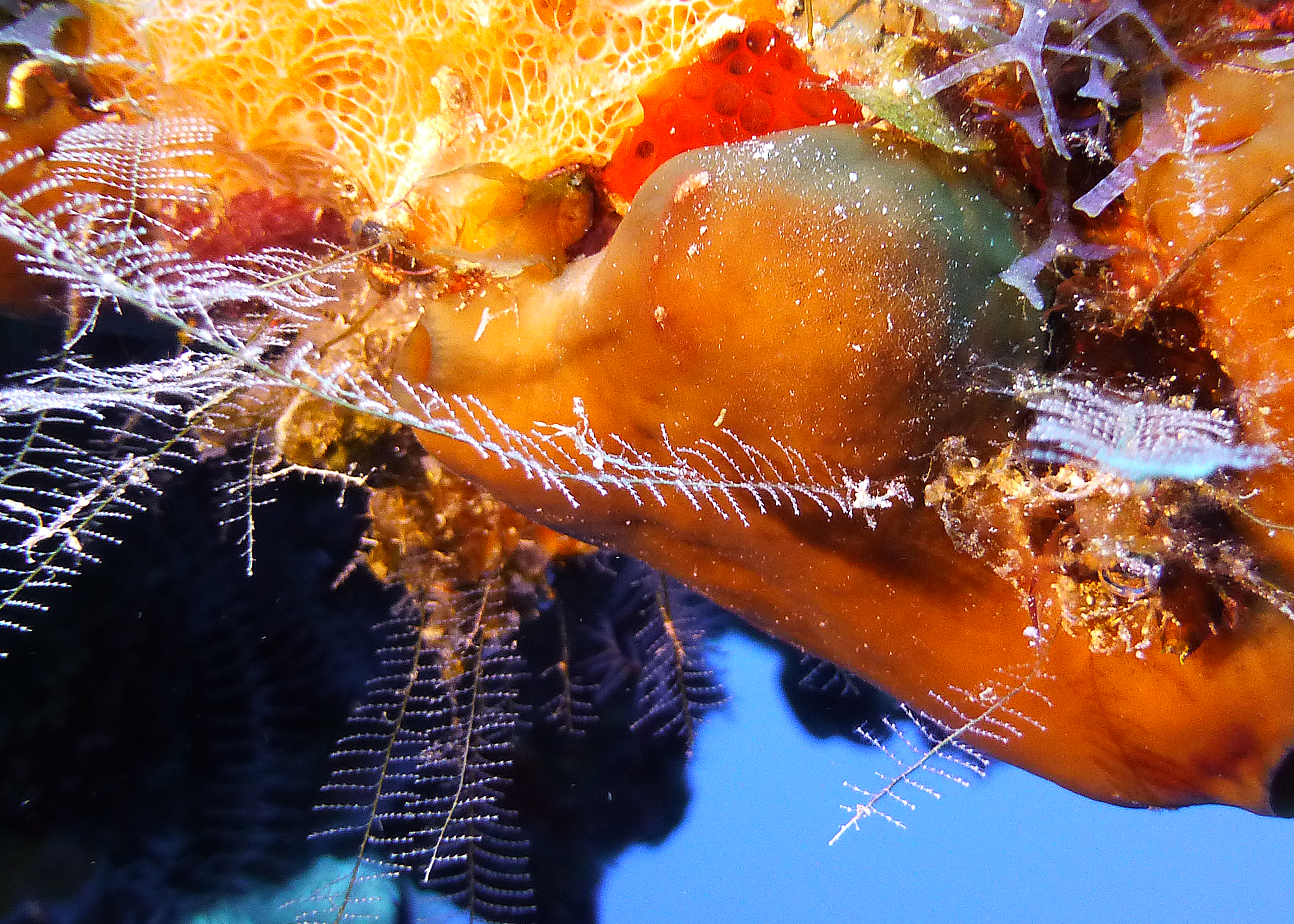 Ghost aka skeleton shrimp, Turks and Caicos, 2025.