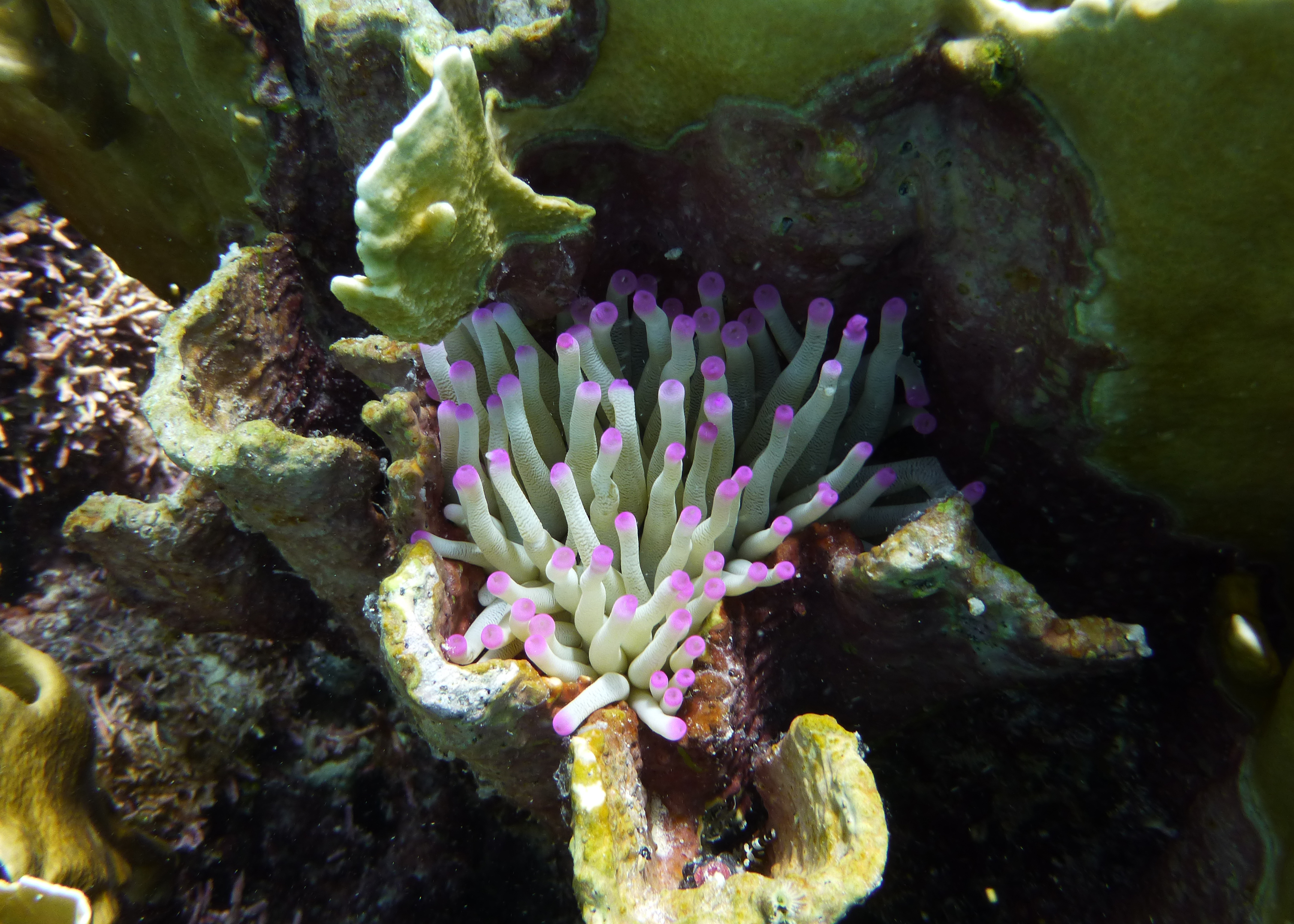 Giant anemone in blade fire coral, Bonaire 2017.