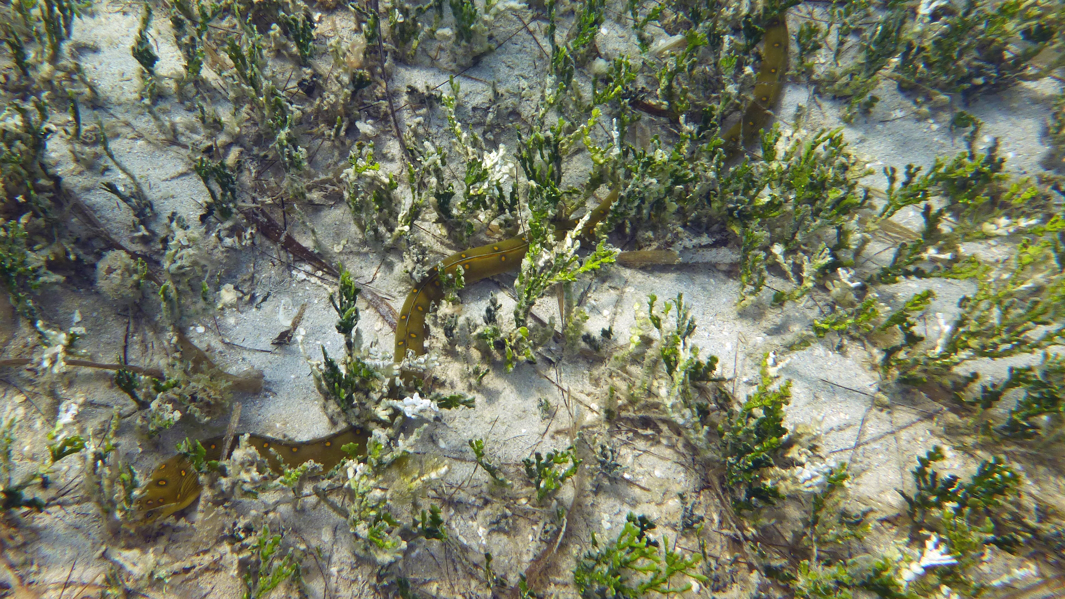Goldenspotted eel, Vieques 2022.