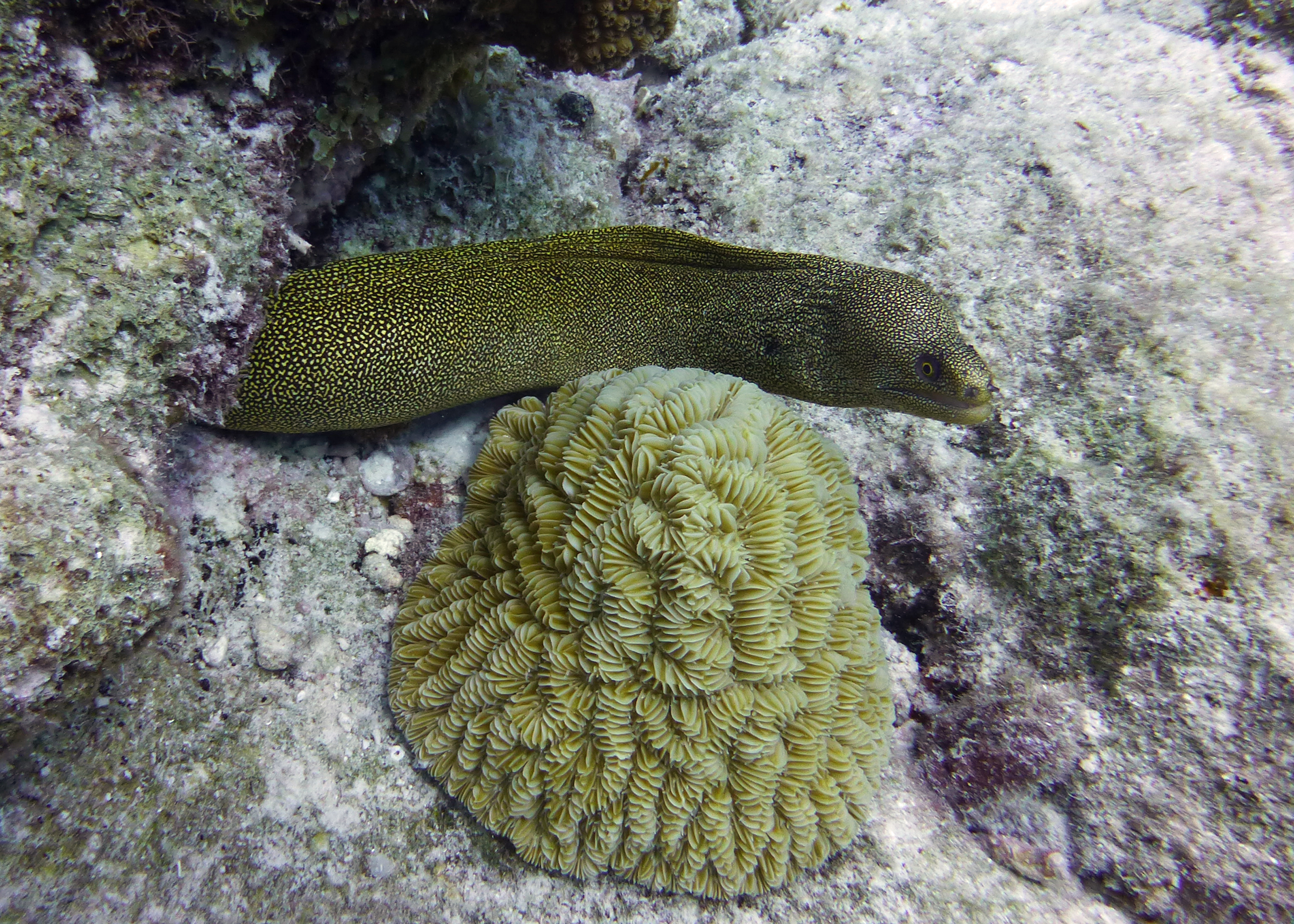 Goldentail eel, Bonaire 2017.