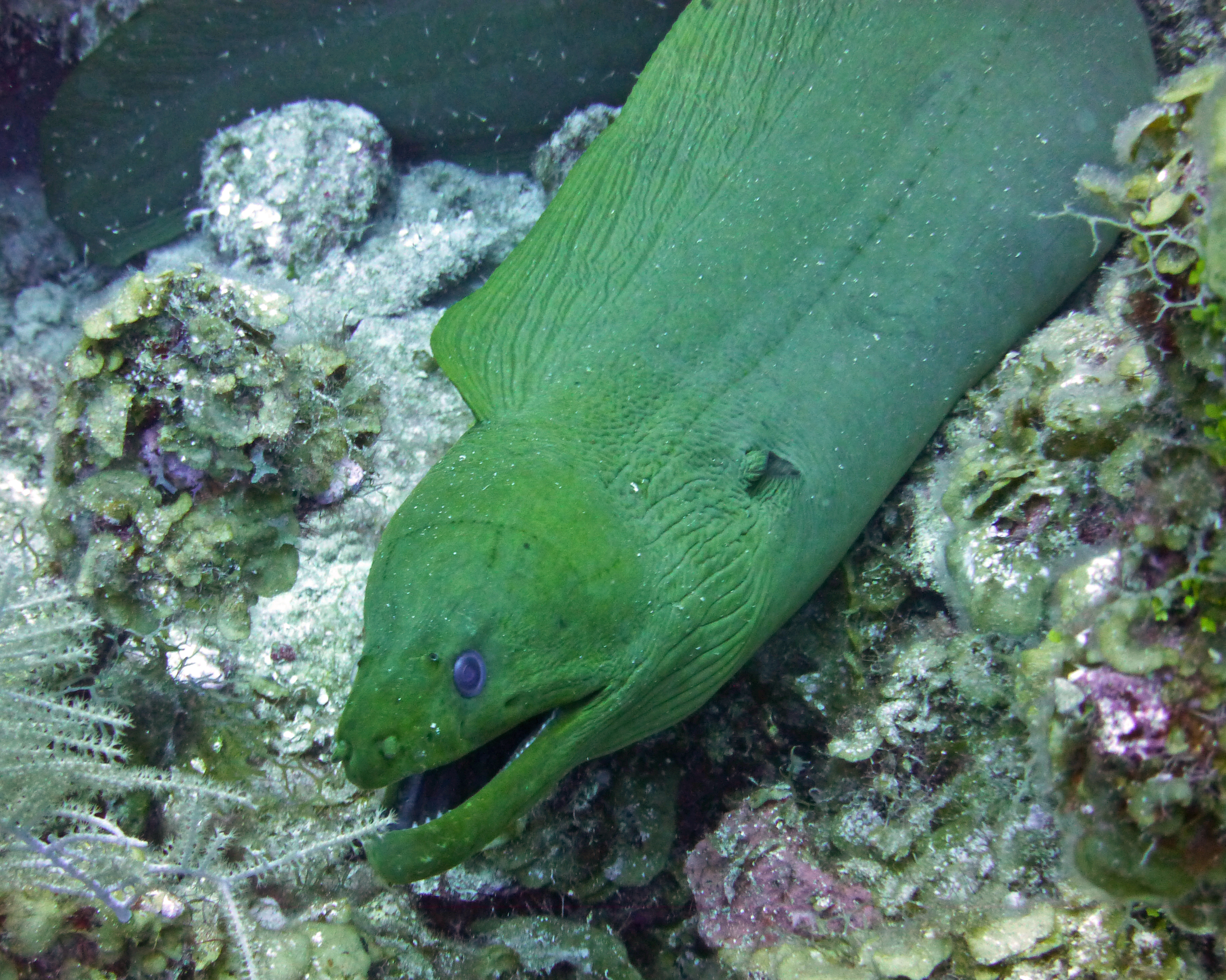 Green moray eel, Grand Cayman 2017.