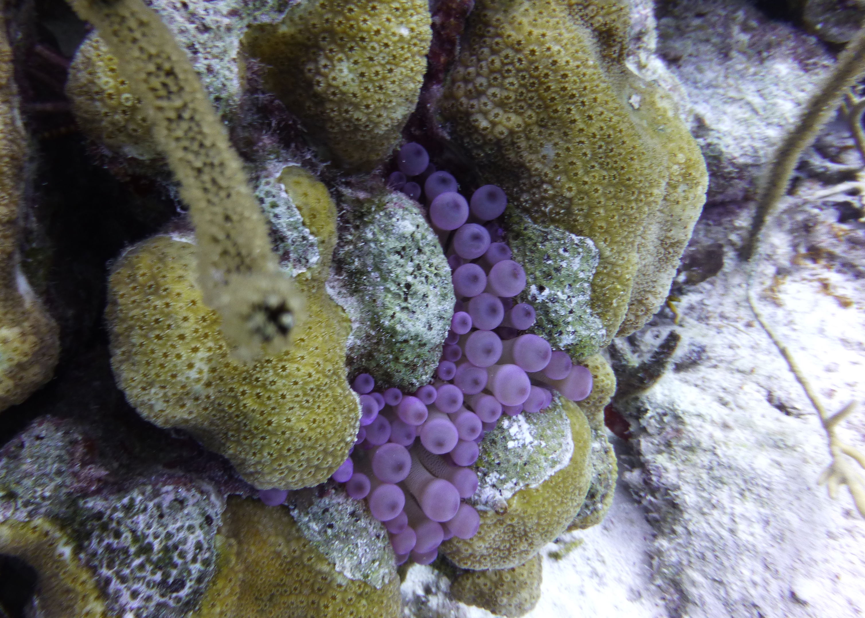 Hidden anemone, Bonaire 2017.