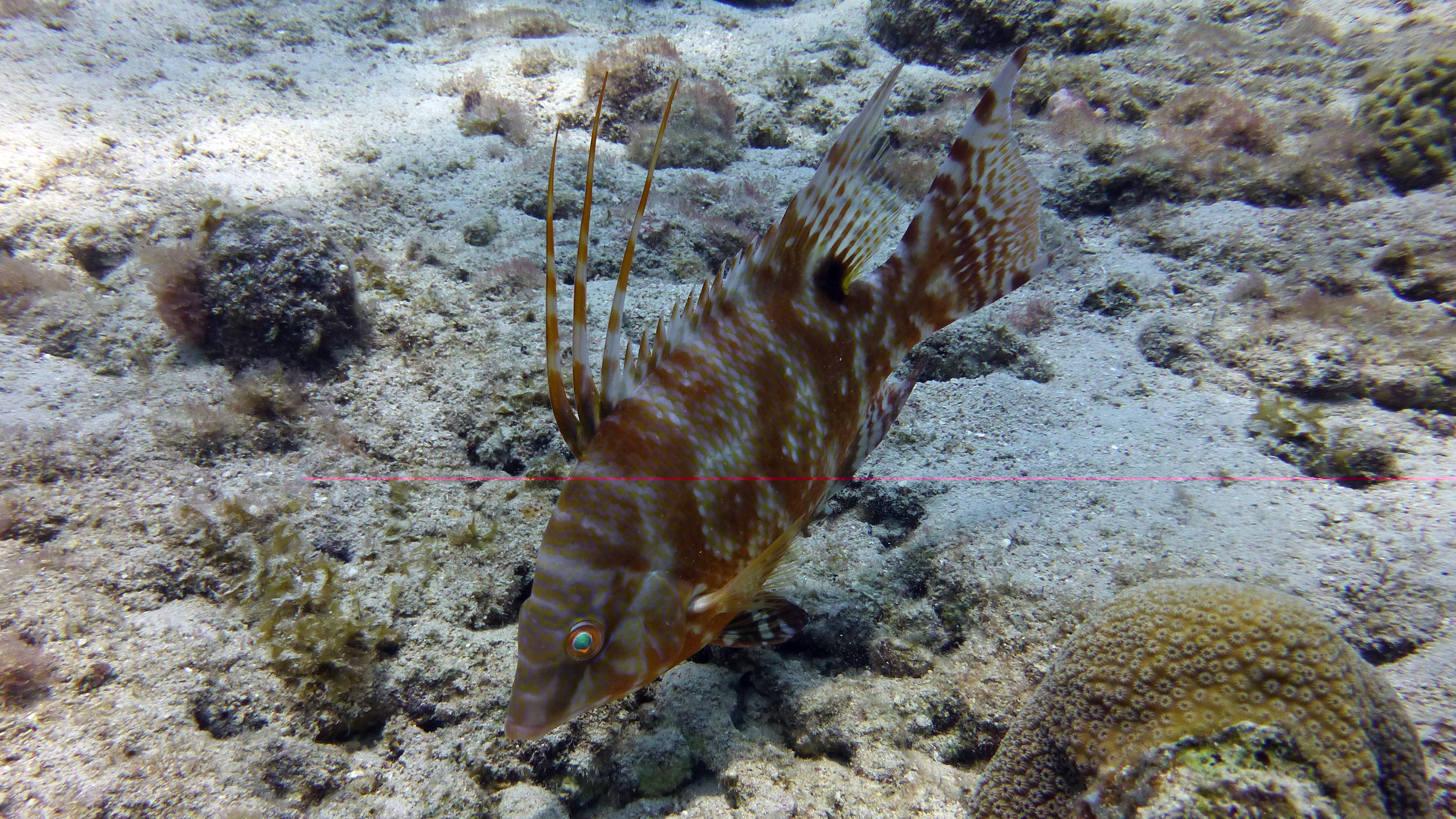 Hogfish, Curacao 2018.