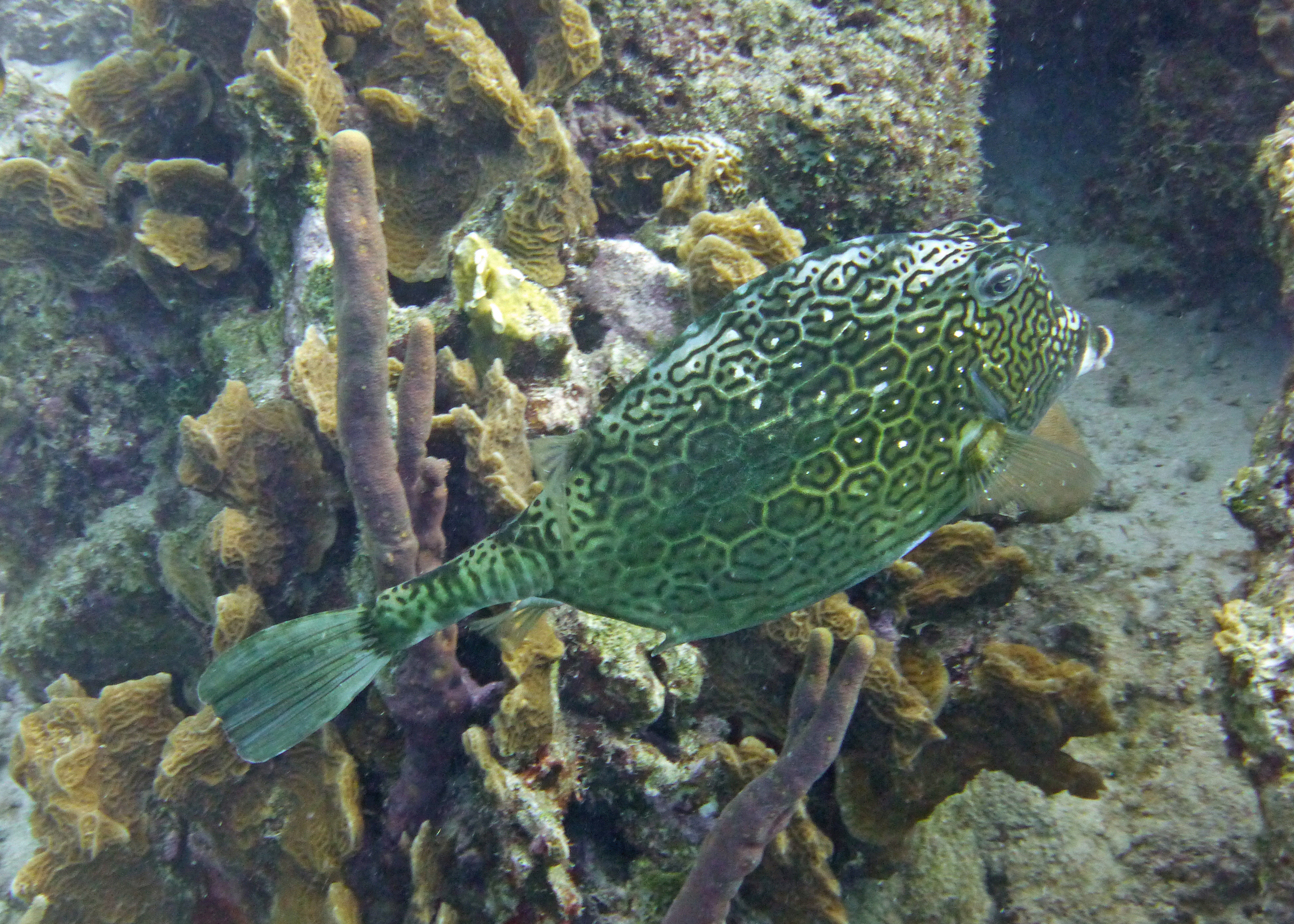 Honeycomb cowfish, Bonaire 2017.