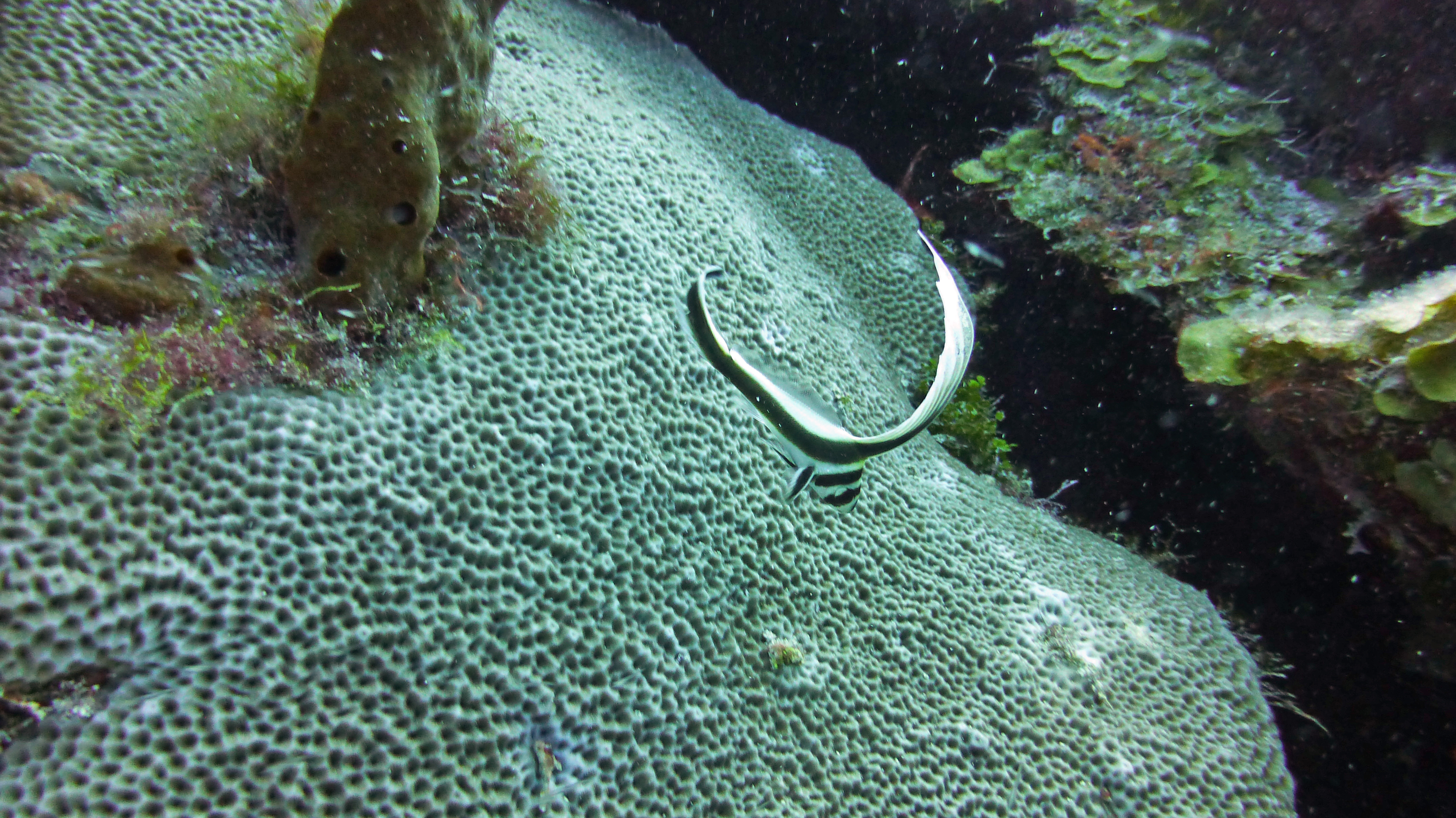Juvenile spotted drum fish, Grand Cayman 2017.