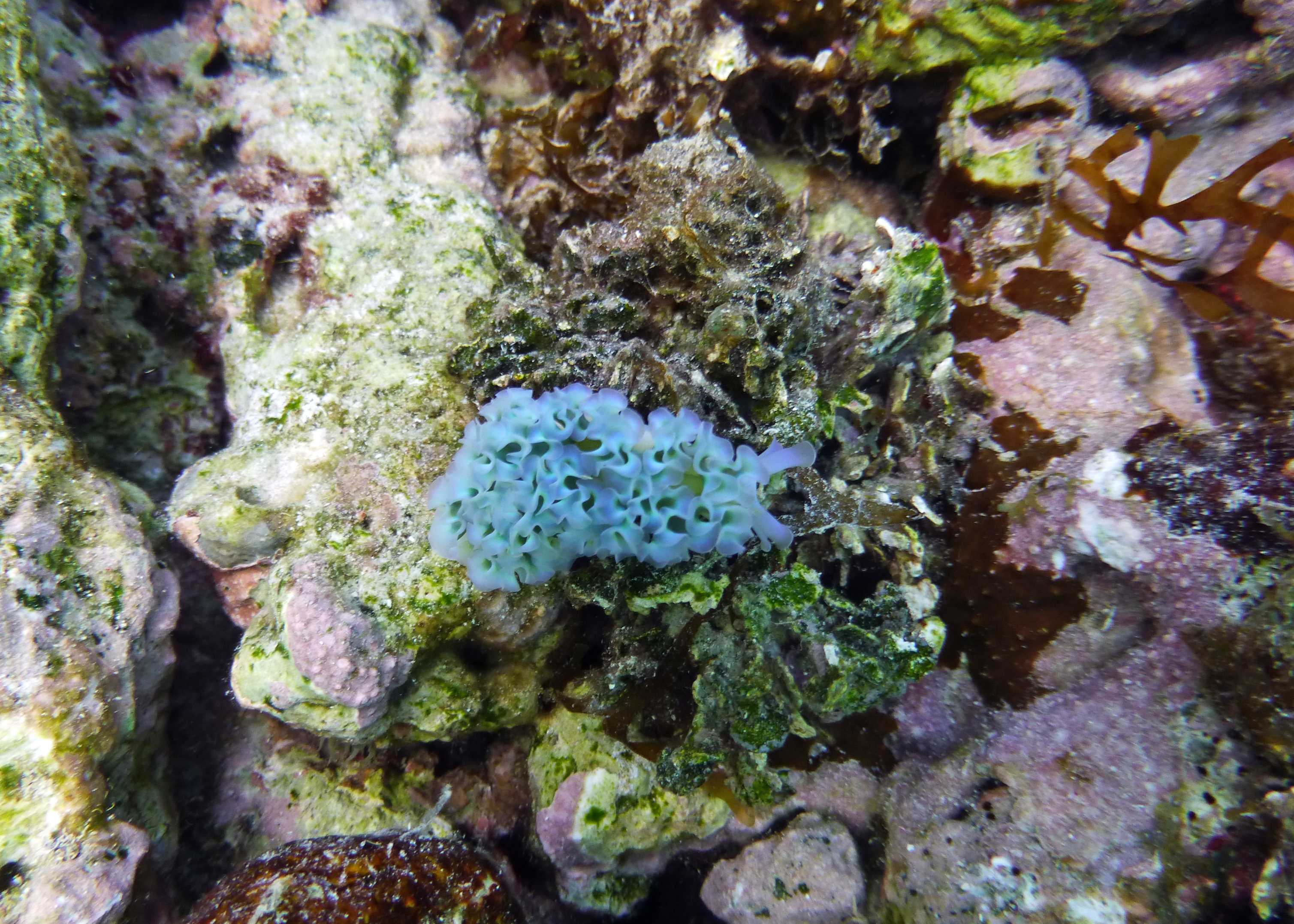 Lettuce sea slug, Bonaire 2017.