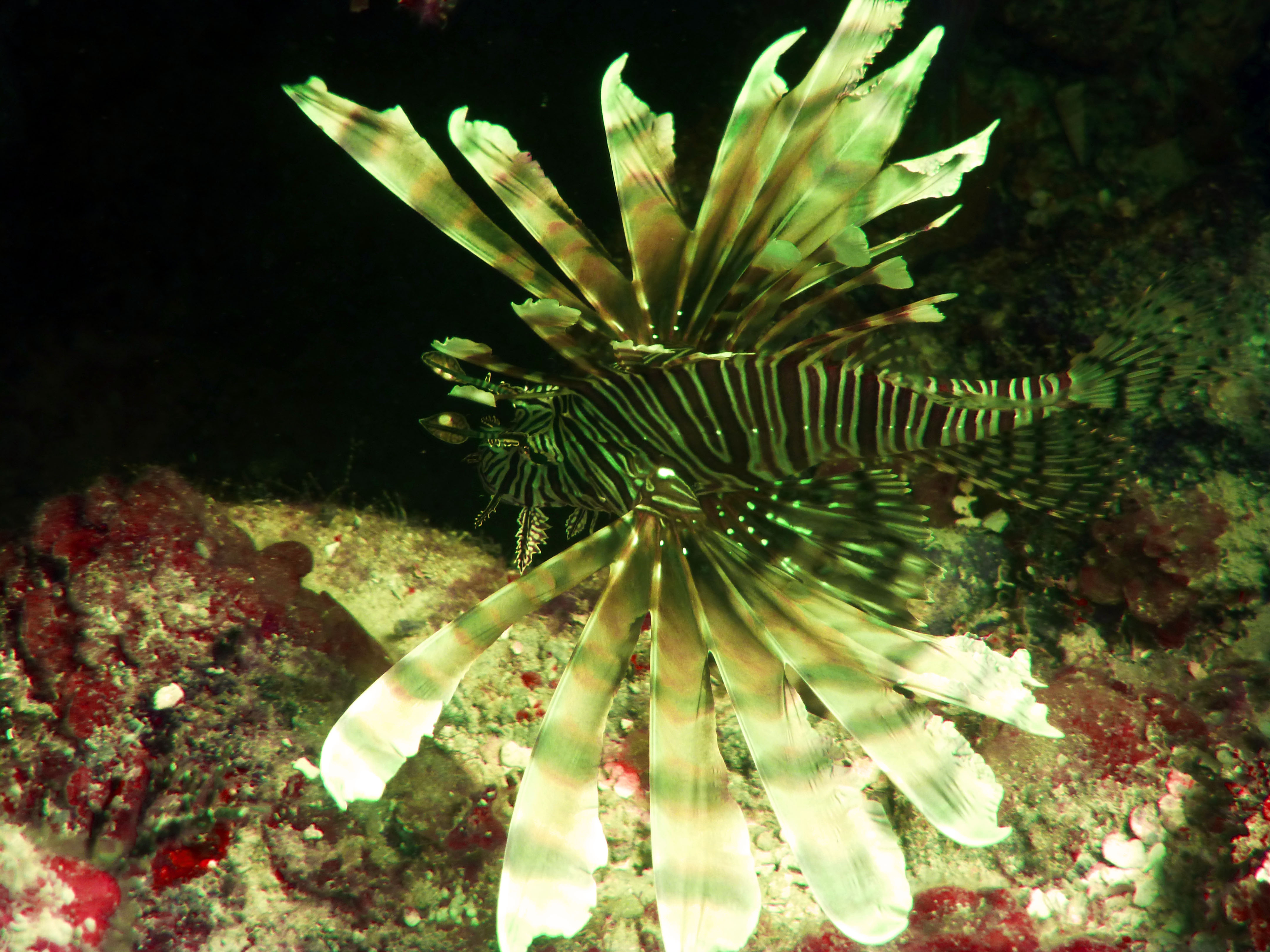 Lionfish, New Providence, Bahamas 2013.