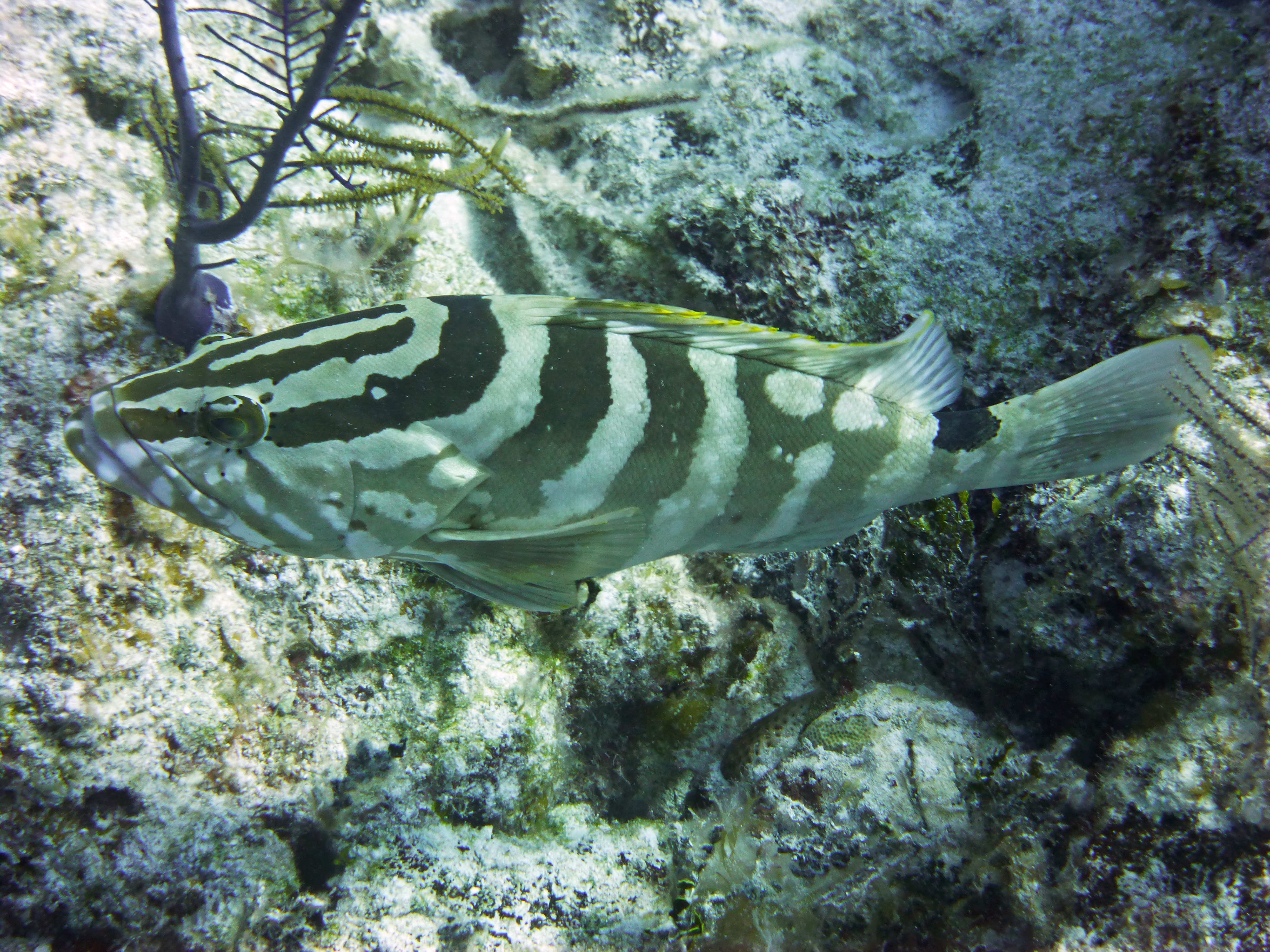 Nassau grouper, New Providence, Bahamas 2013.