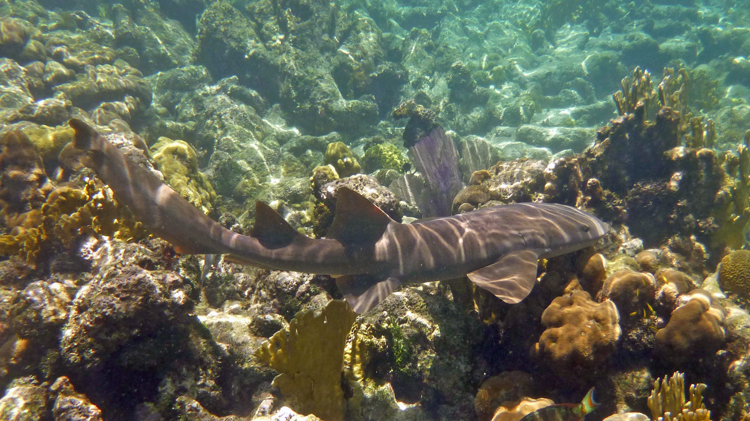 Nurse shark, St. John's 2017.