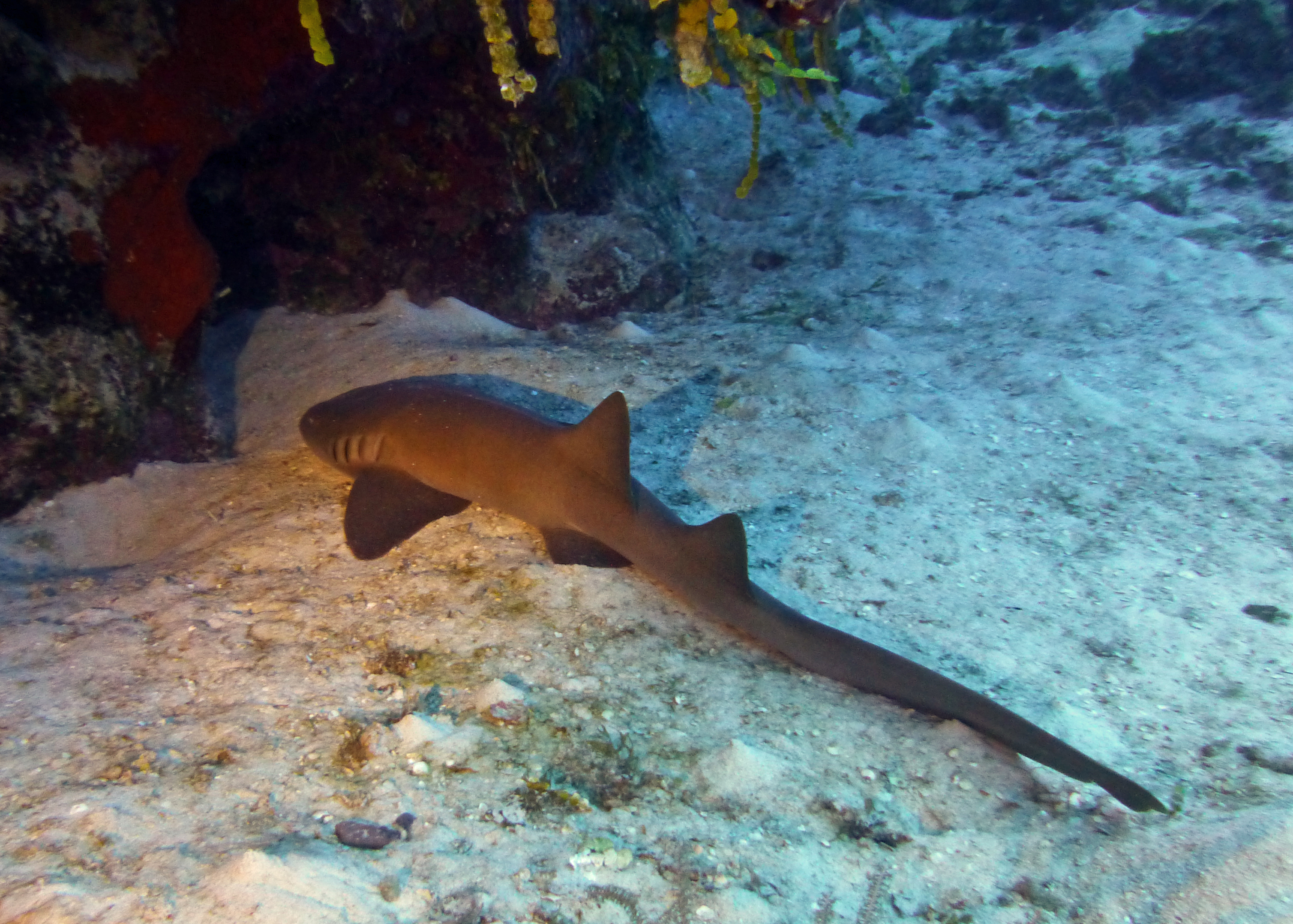 Small nurse shark, Turks and Caicos, 2025.