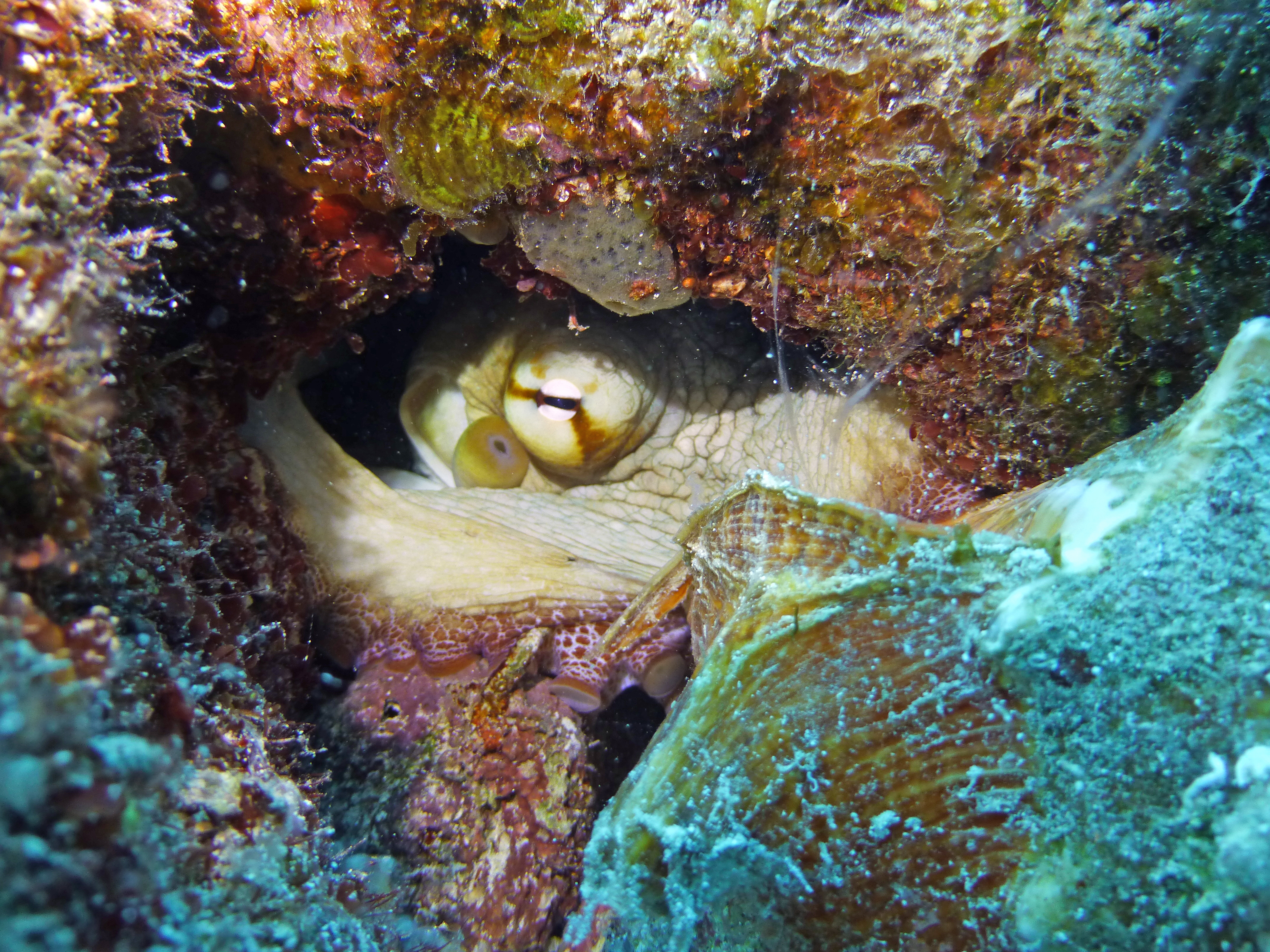 Octopus holding conch shell defensively, Turks and Caicos, 2025.