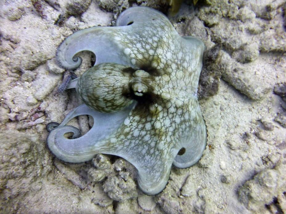 Octopus, Bonaire 2018.